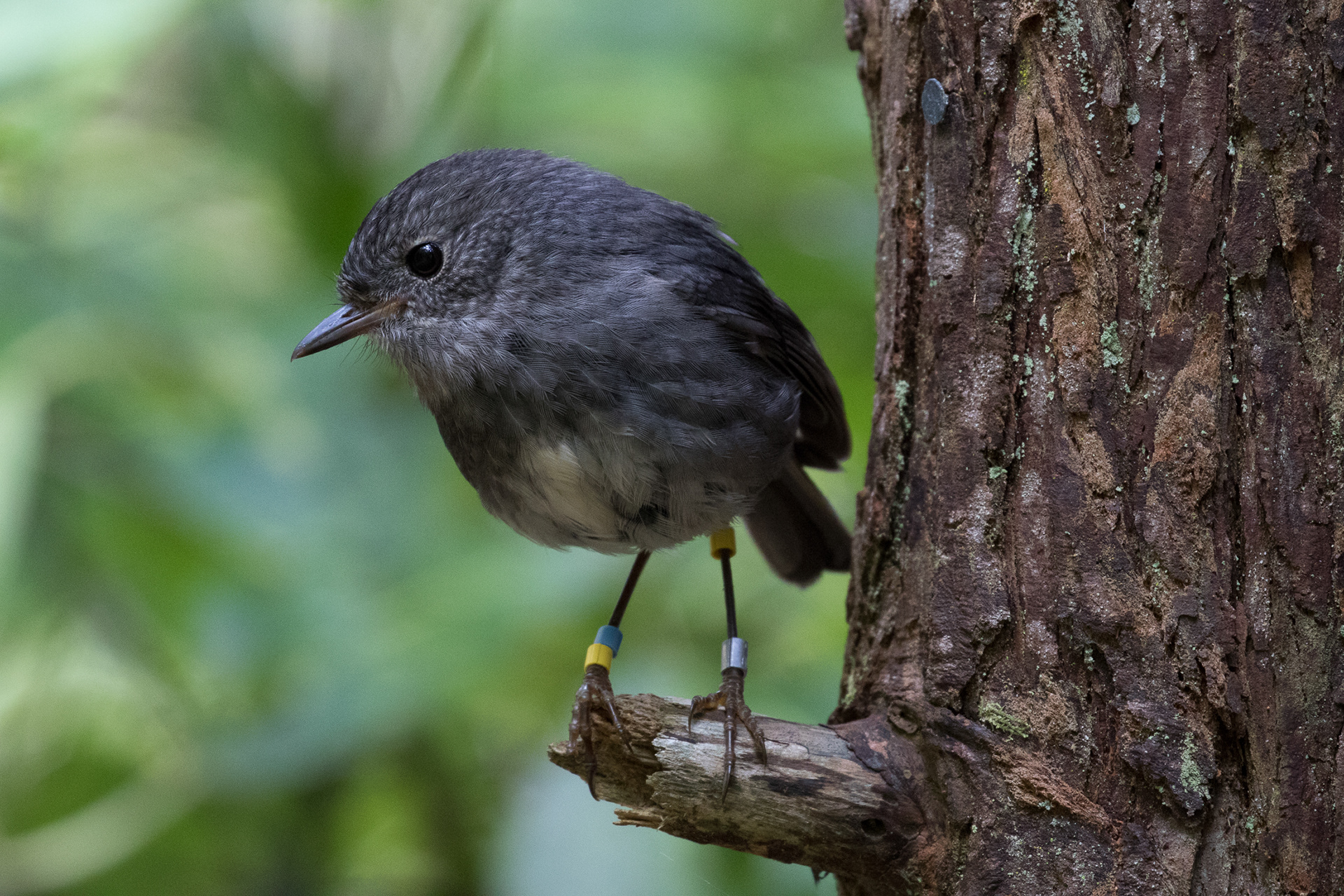 Tōtōwai (North Island Robin)