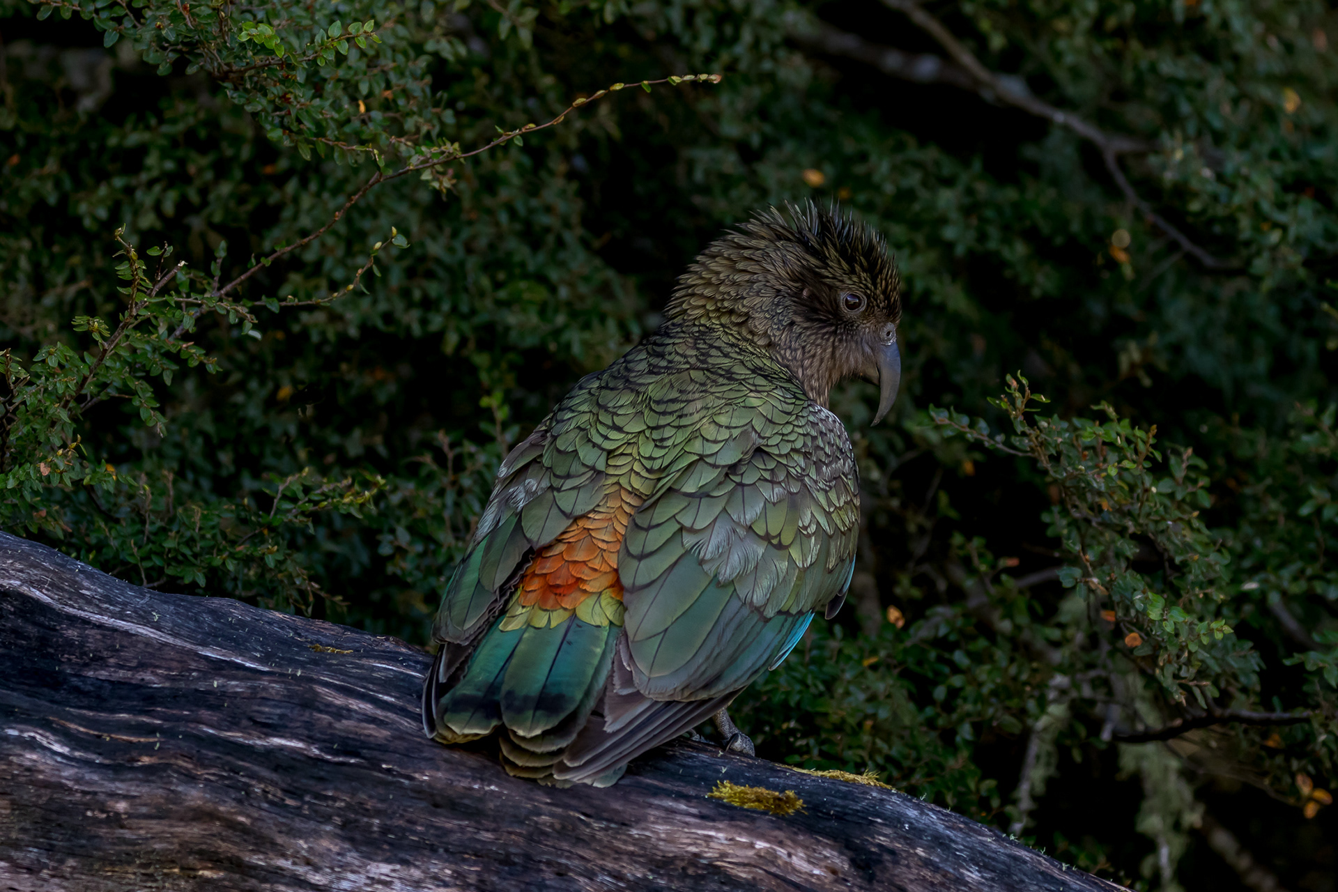 Kea