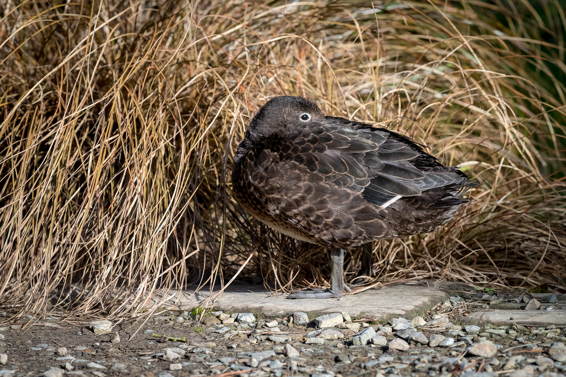 Pāteke (Brown Teal)