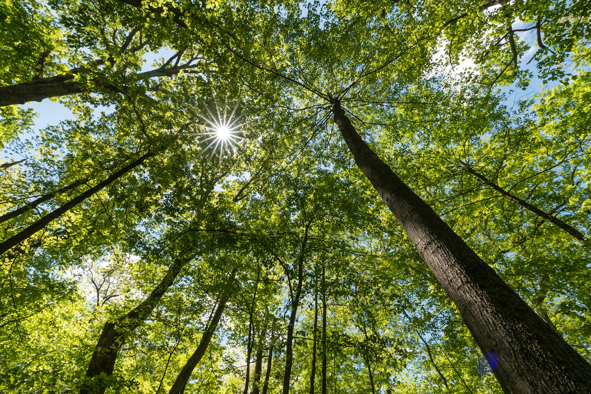 Treeburst