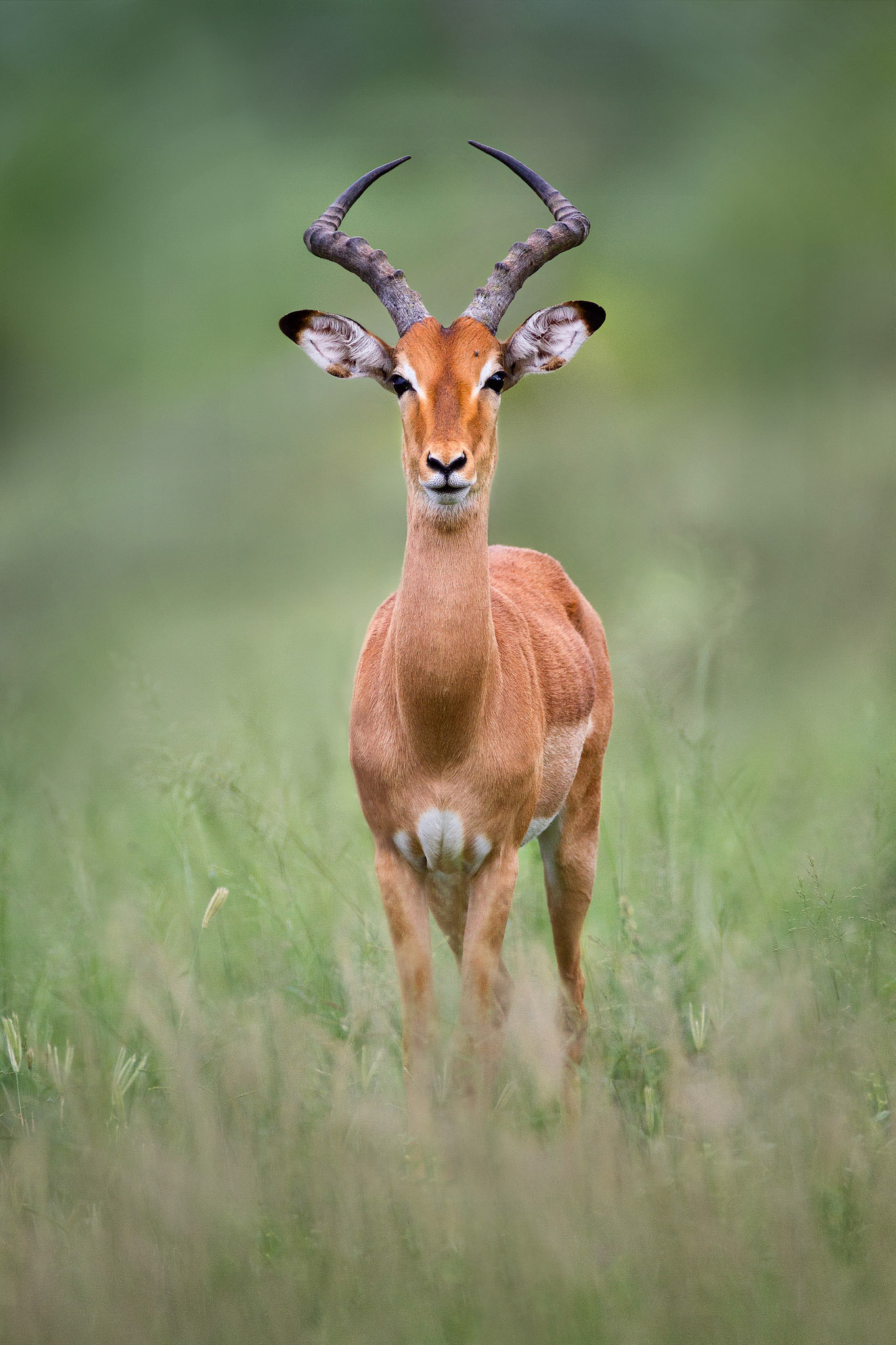 Impala – Kruger Park, South Africa