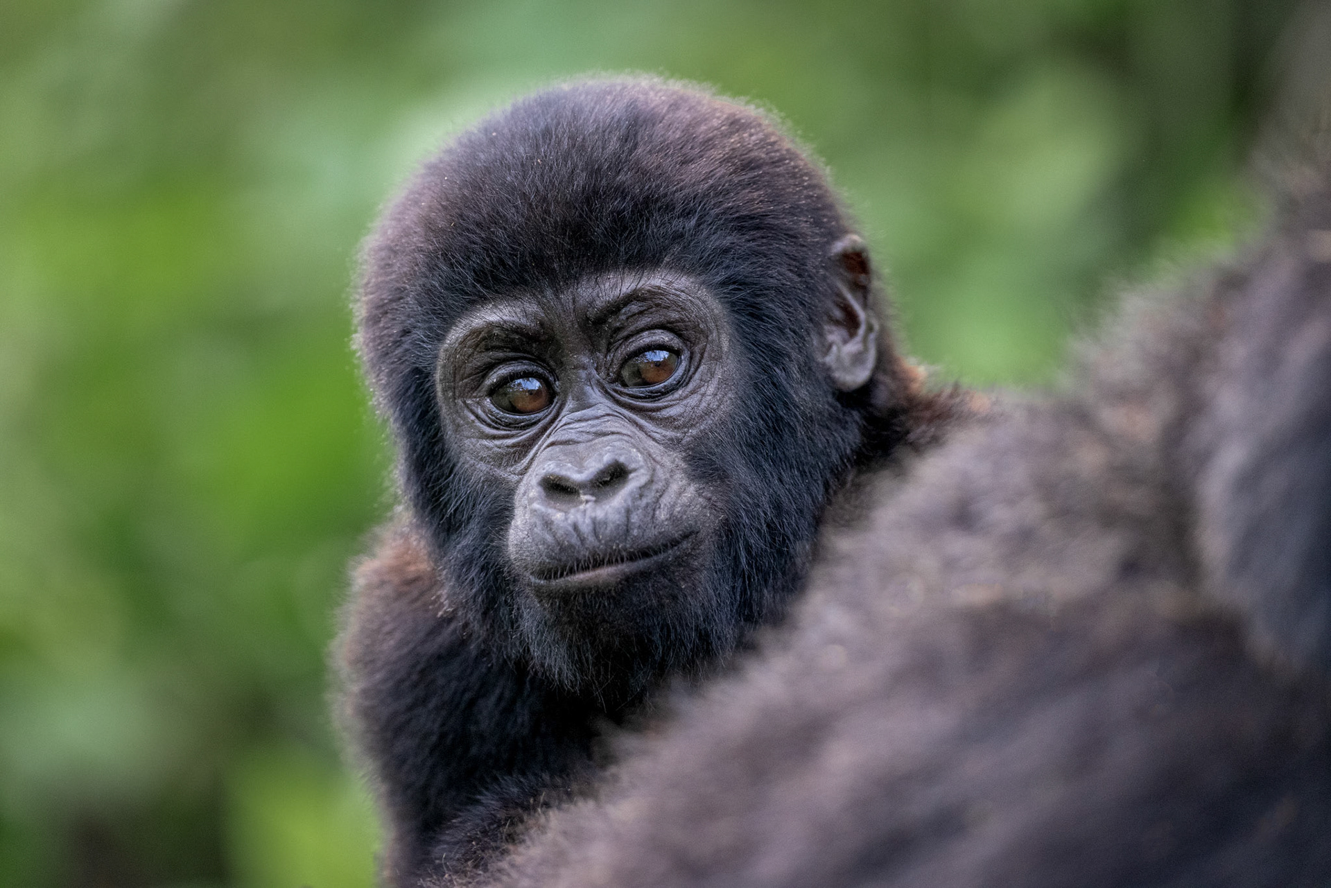Mountain Gorilla – Bwindi Impenetrable Forest, Uganda
