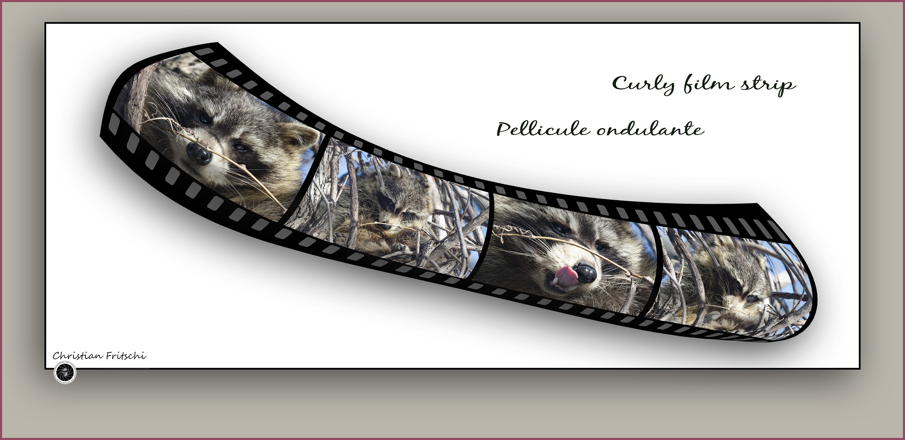 Curly Racoon