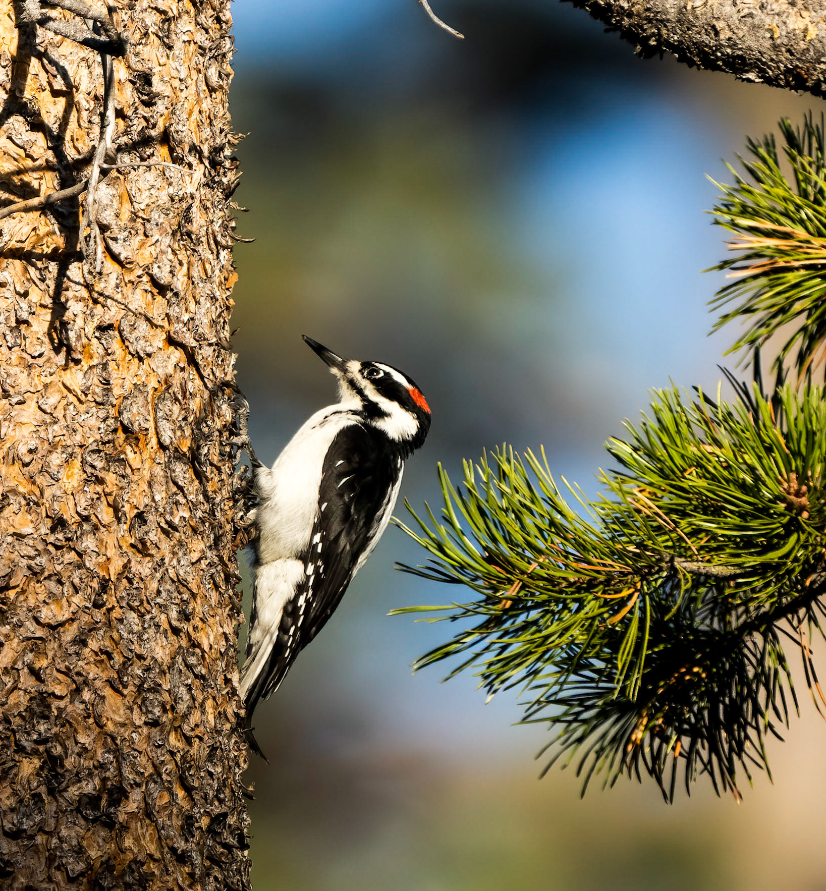 Acorn Woodpecker, Tahoe