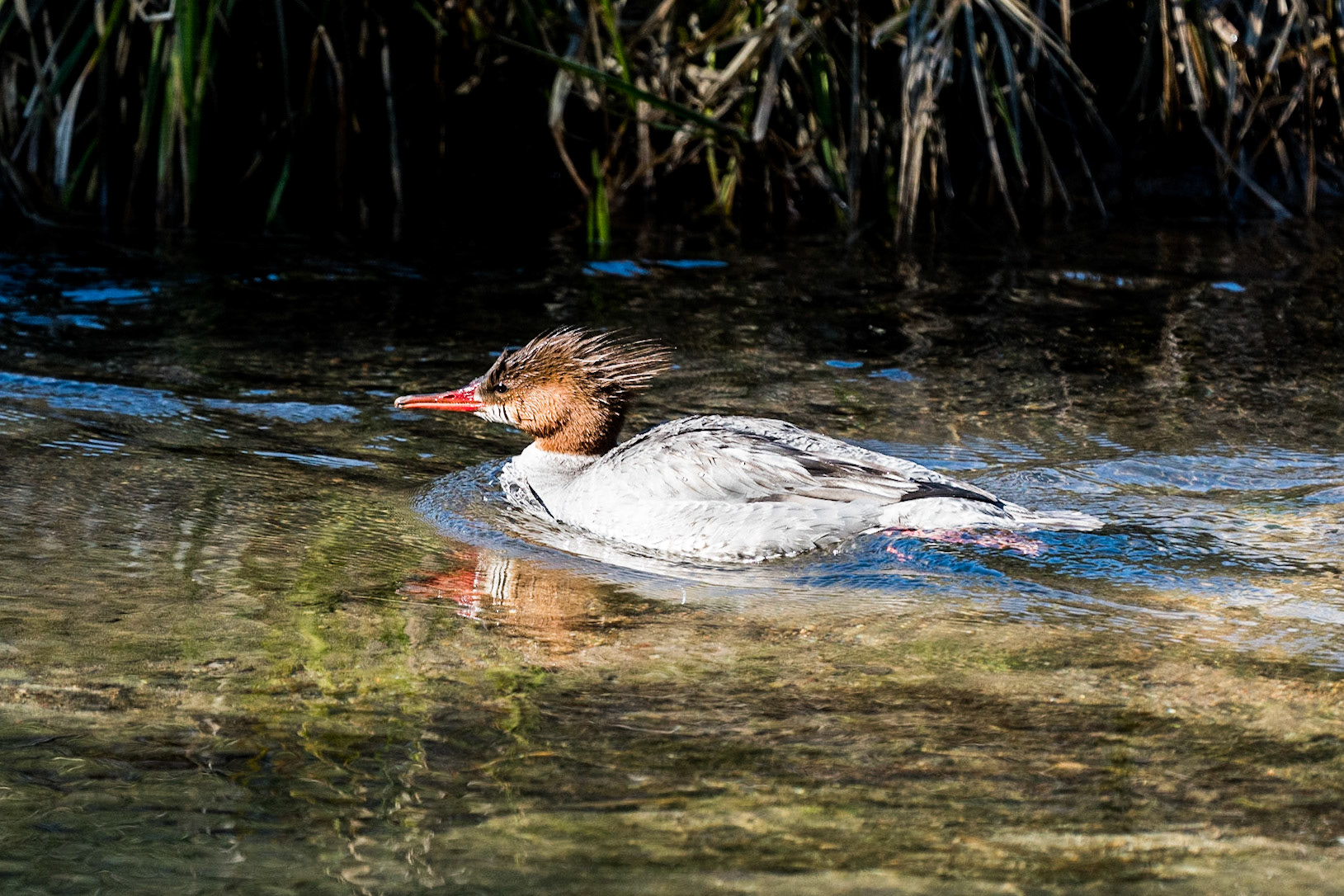 Common Merganser, Truckee River