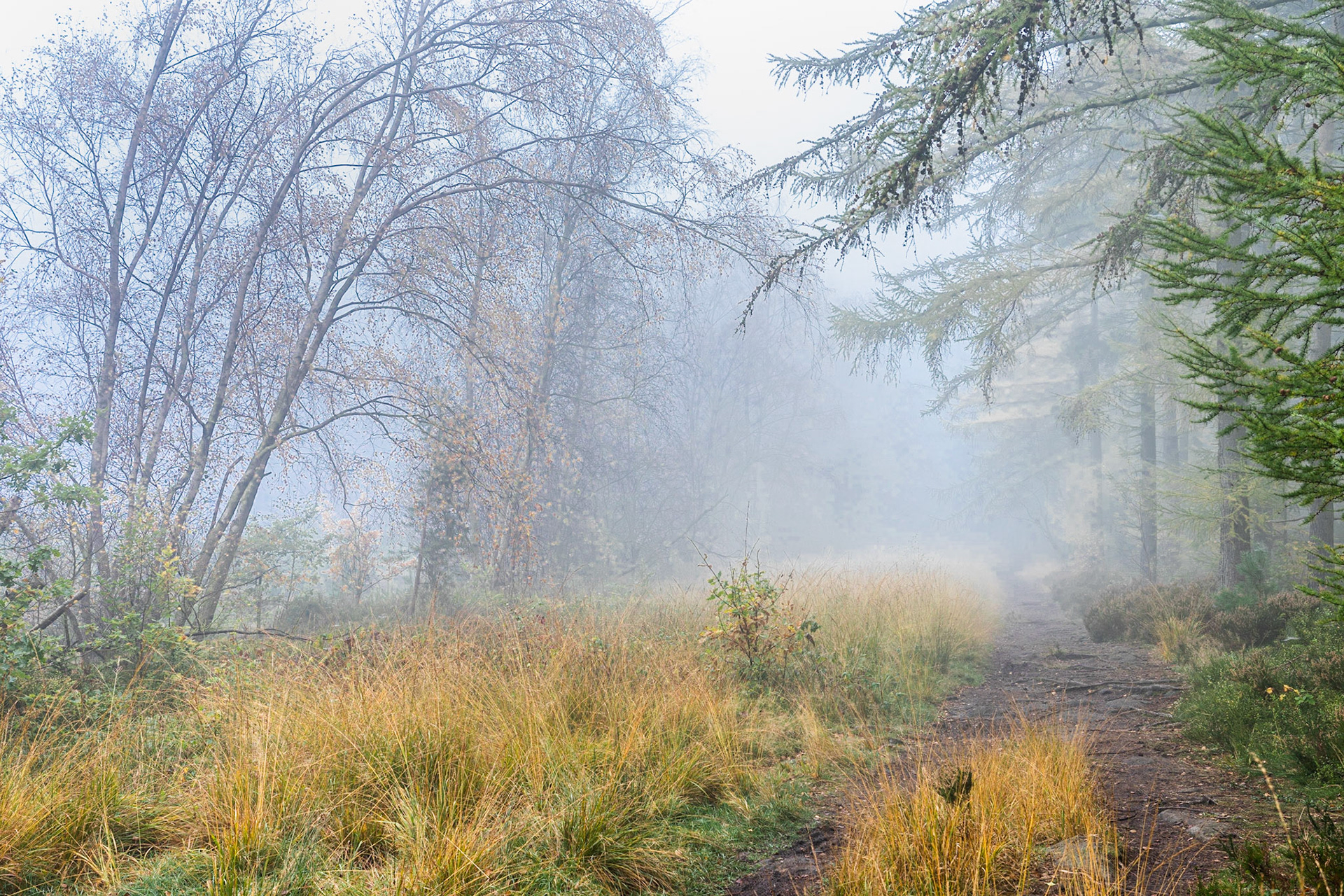 Woodland Wonders