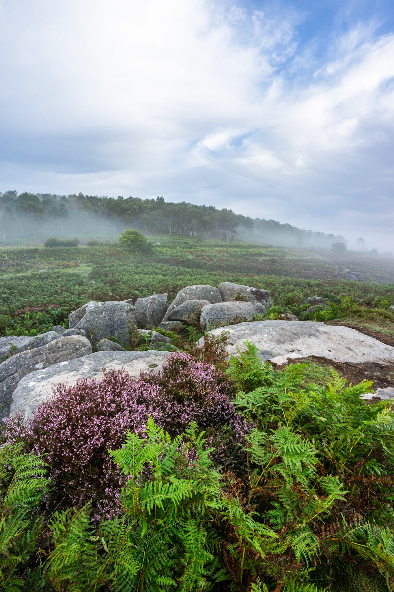 Heather, Lawrance Field