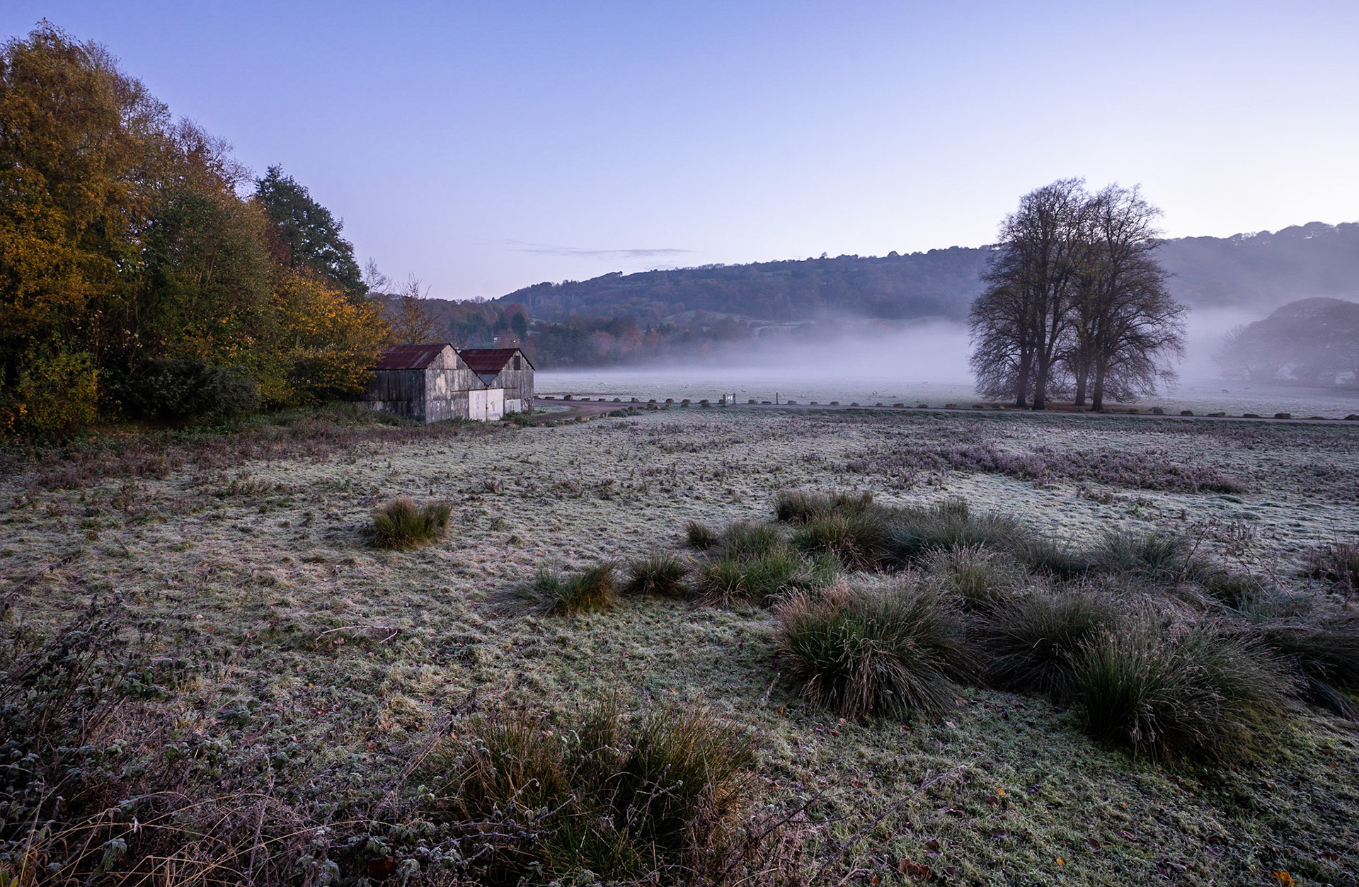 Meadow Mist