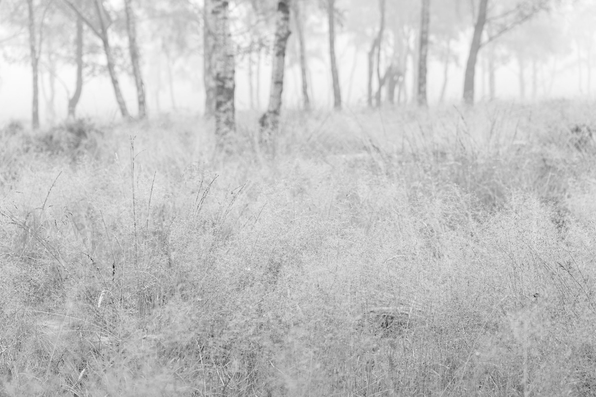 Dewdrops on Grass