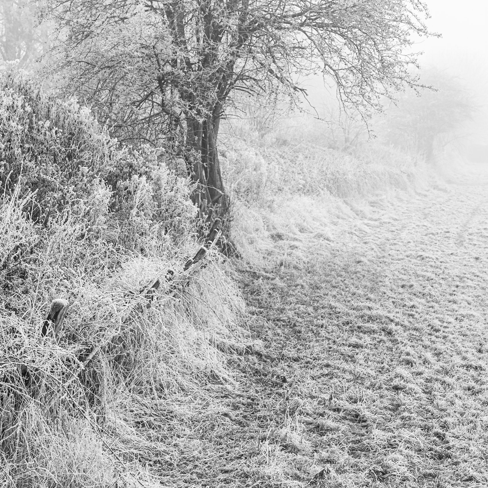 Frozen