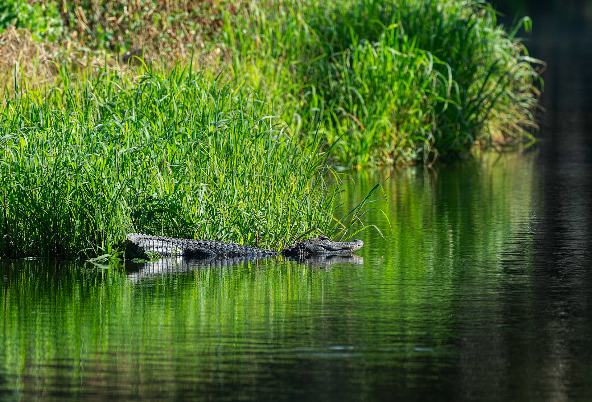 Young Gator at Myakka