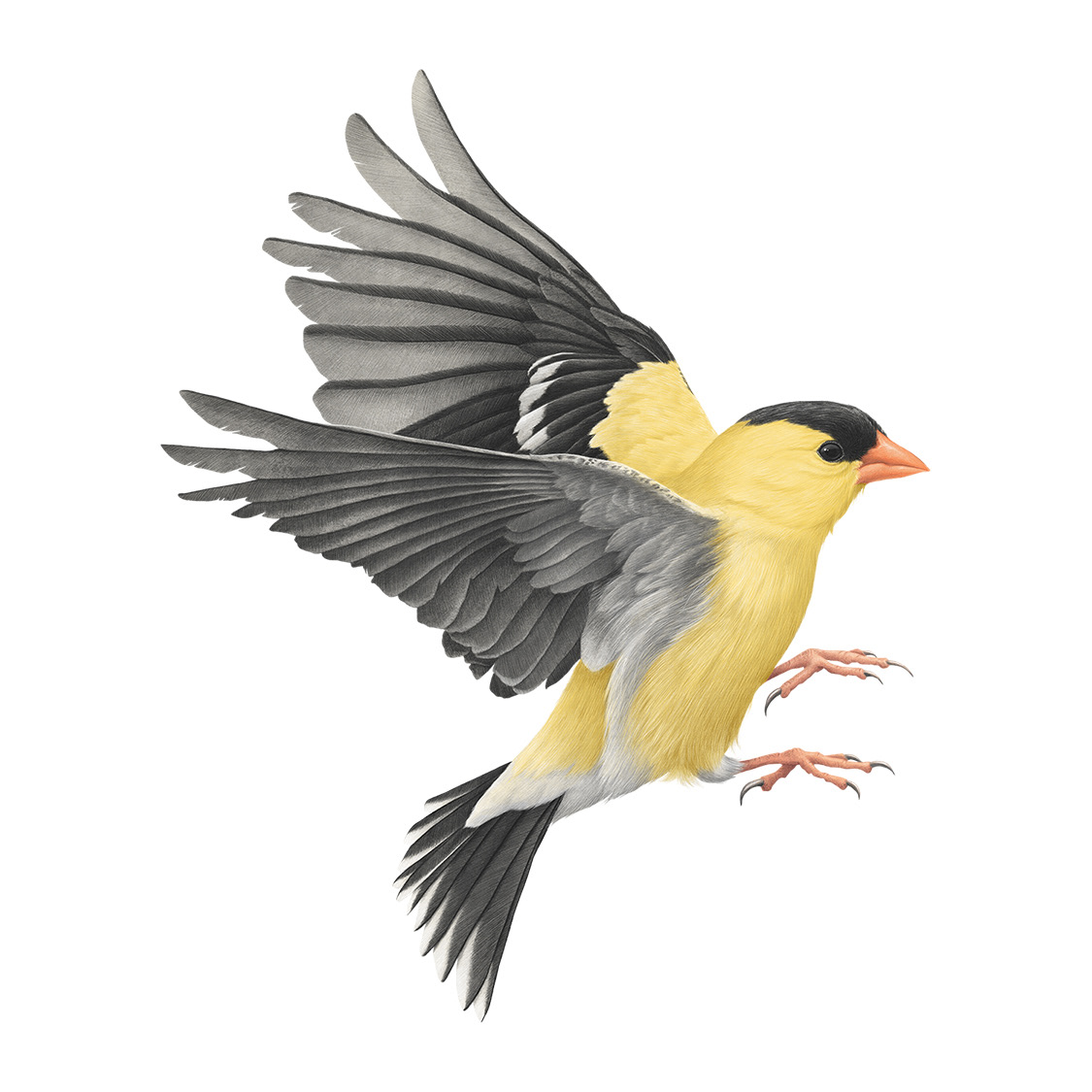 American Goldfinch