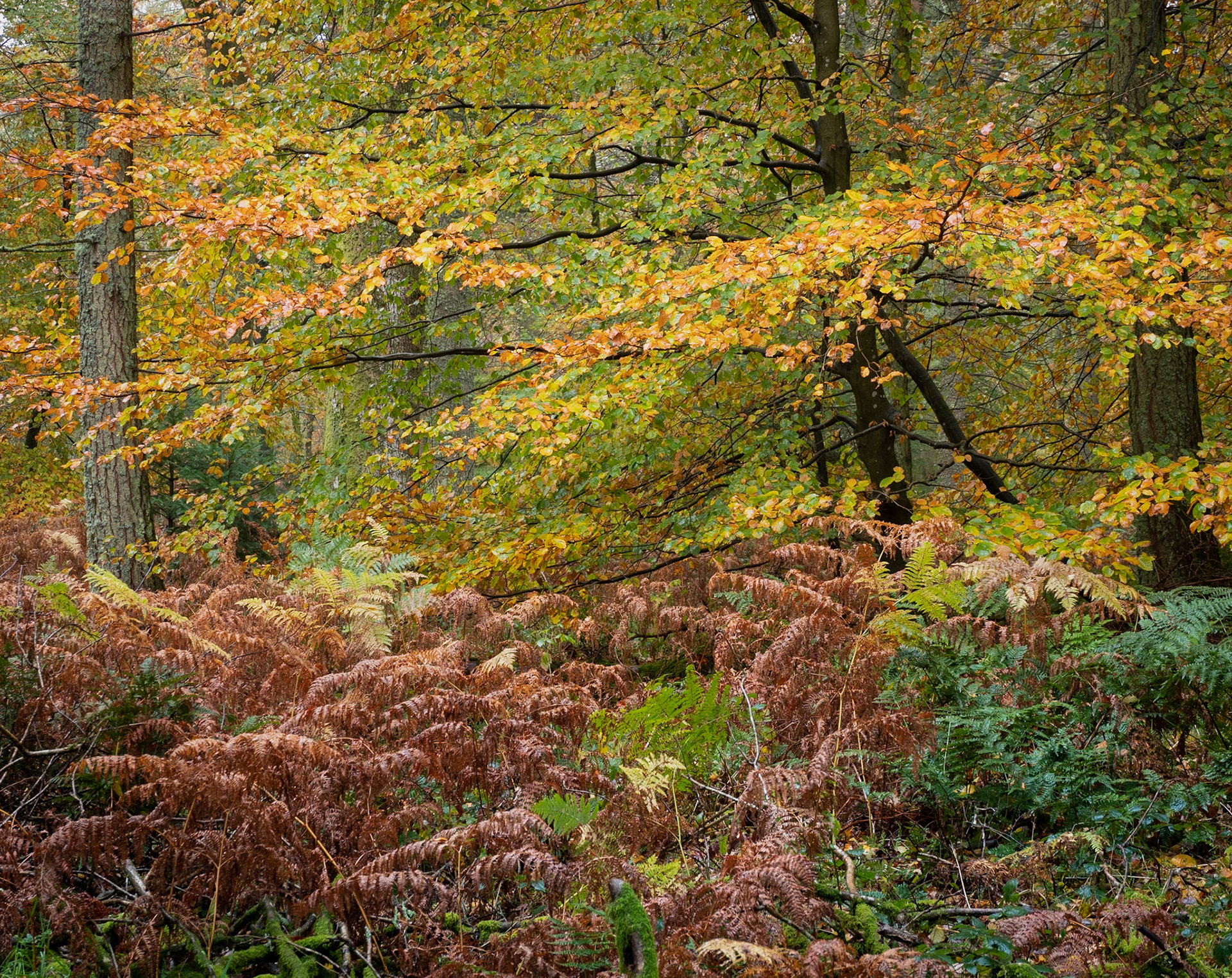 Loweswater Trees 7