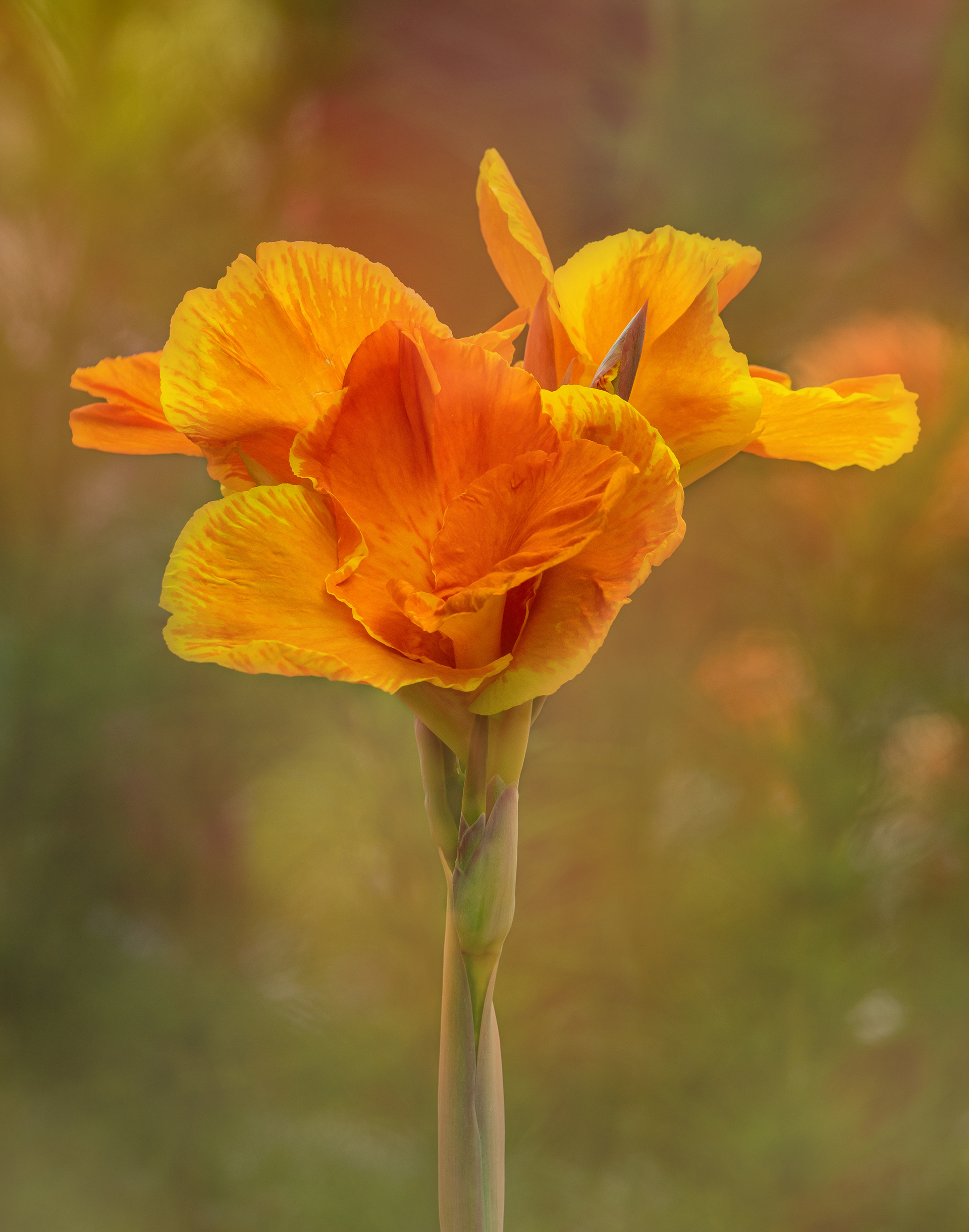 Molly Hollman Flowers, plants and trees