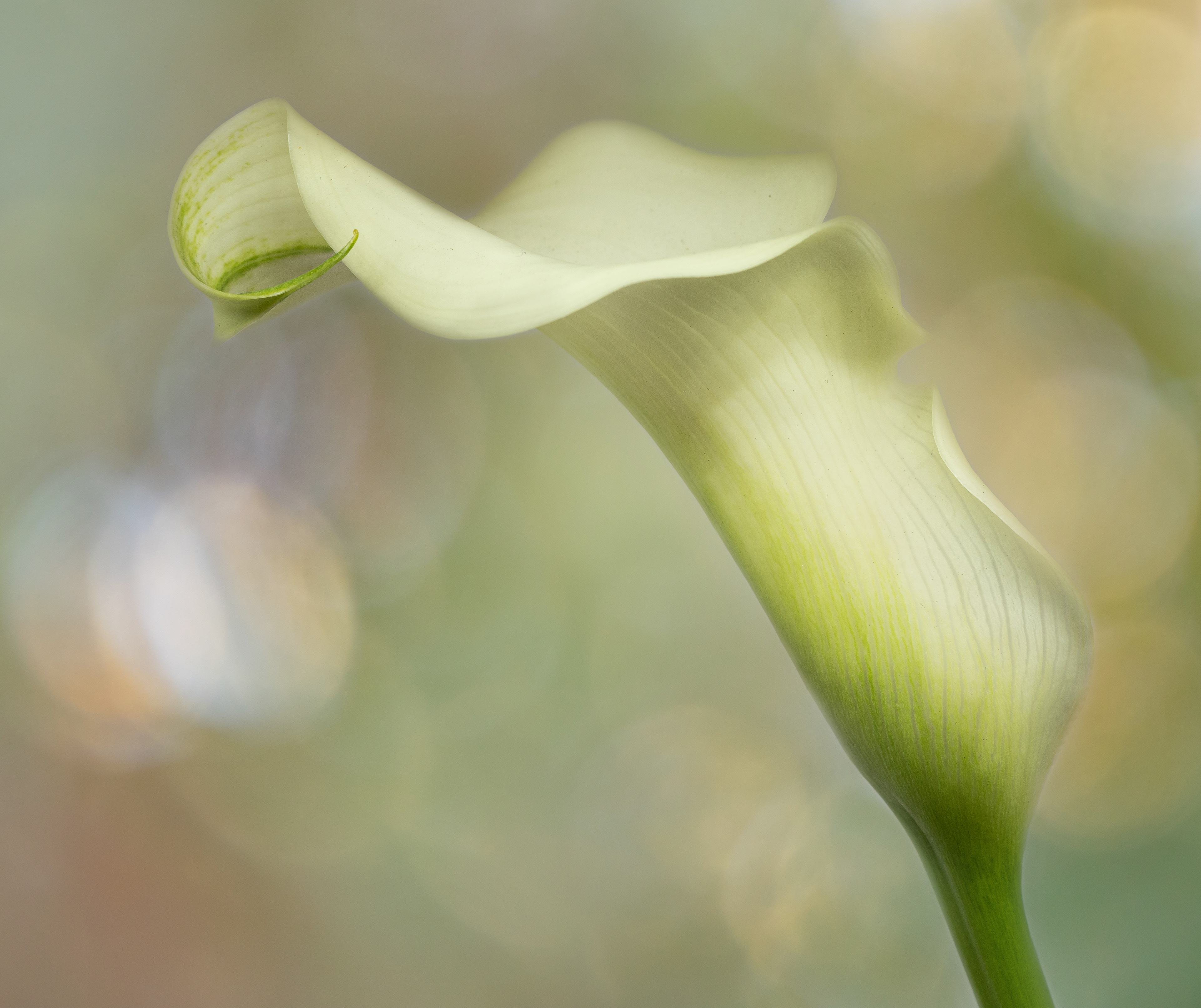 Molly Hollman Flowers, plants and trees