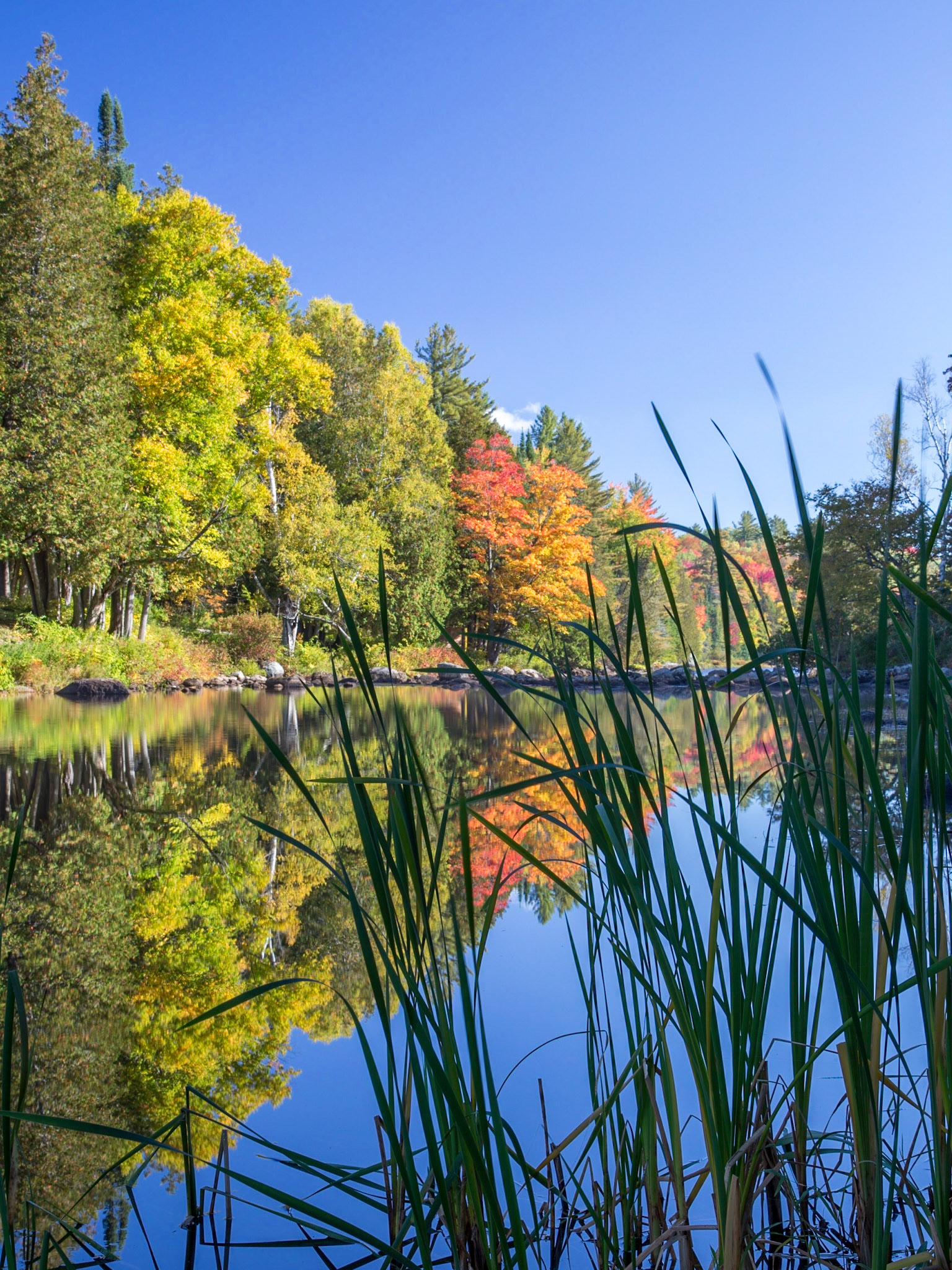 Reeds and fall foilage