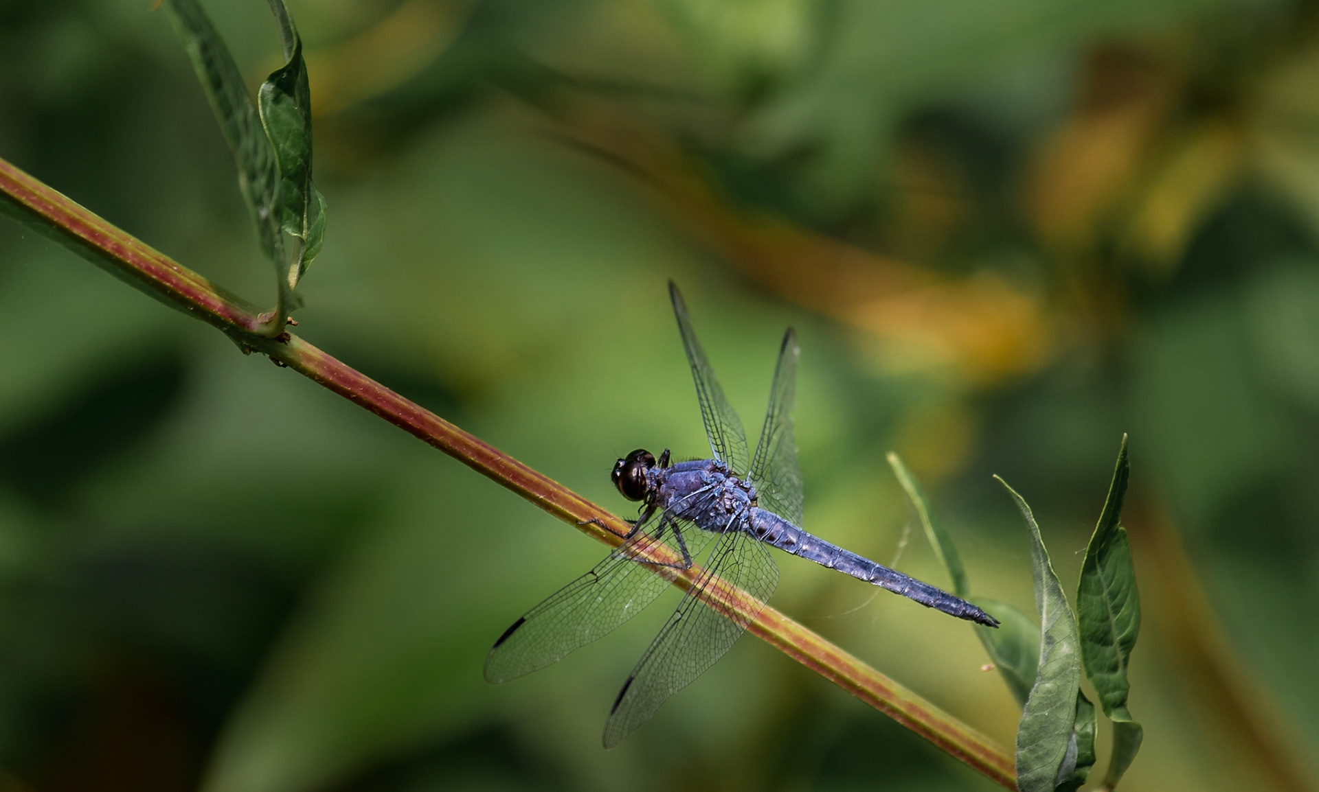 Dragonfly at Beaver Lake