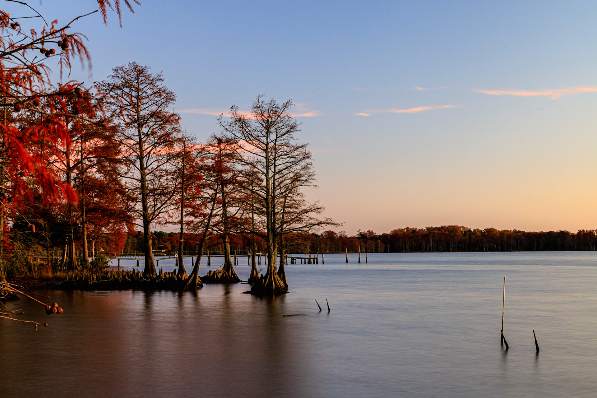 Cypress Trees