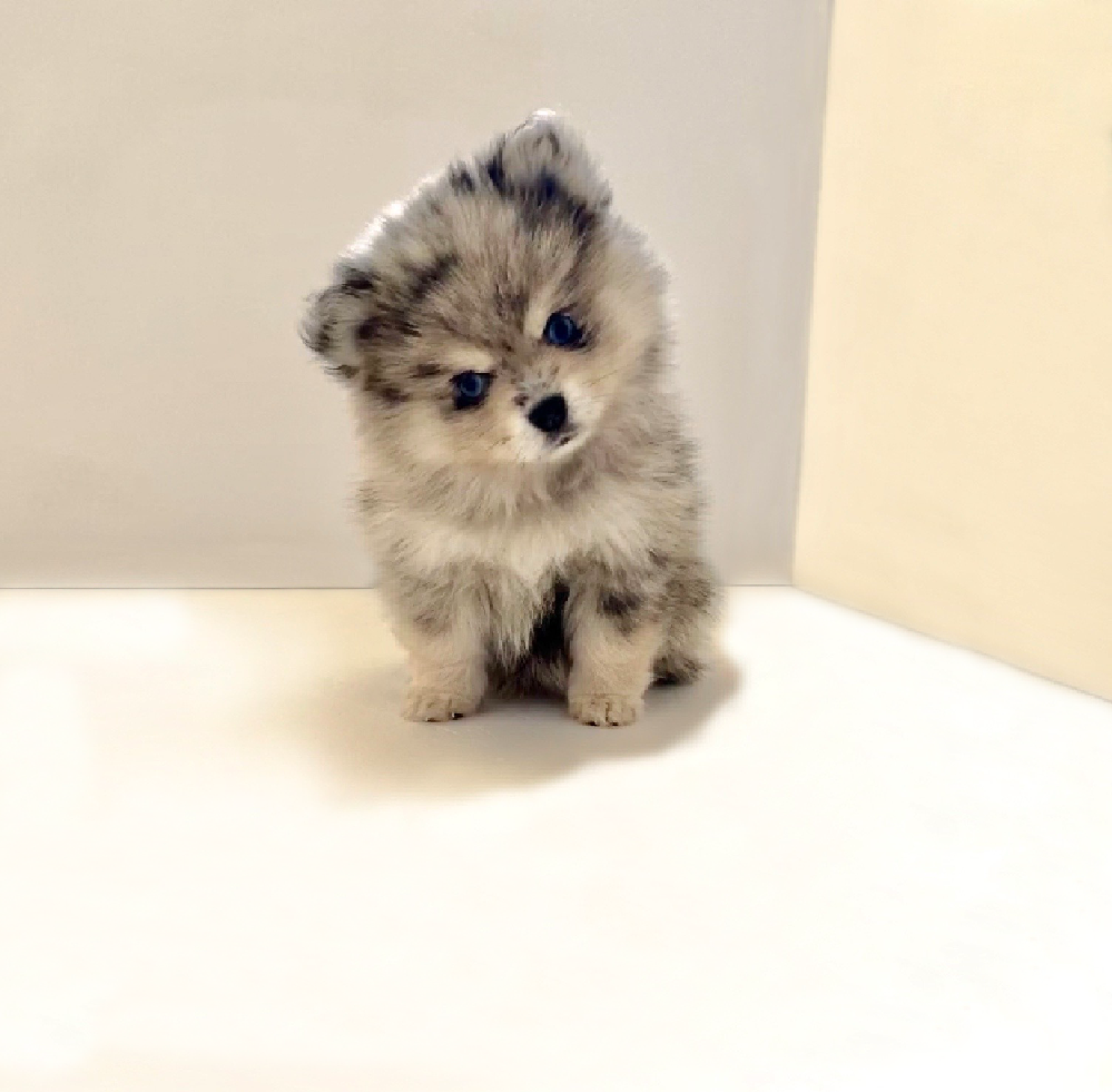 So Pomsky Elevage Pomsky De France Le Pomsky So Pomsky Elevage Pomsky De France Le Pomsky