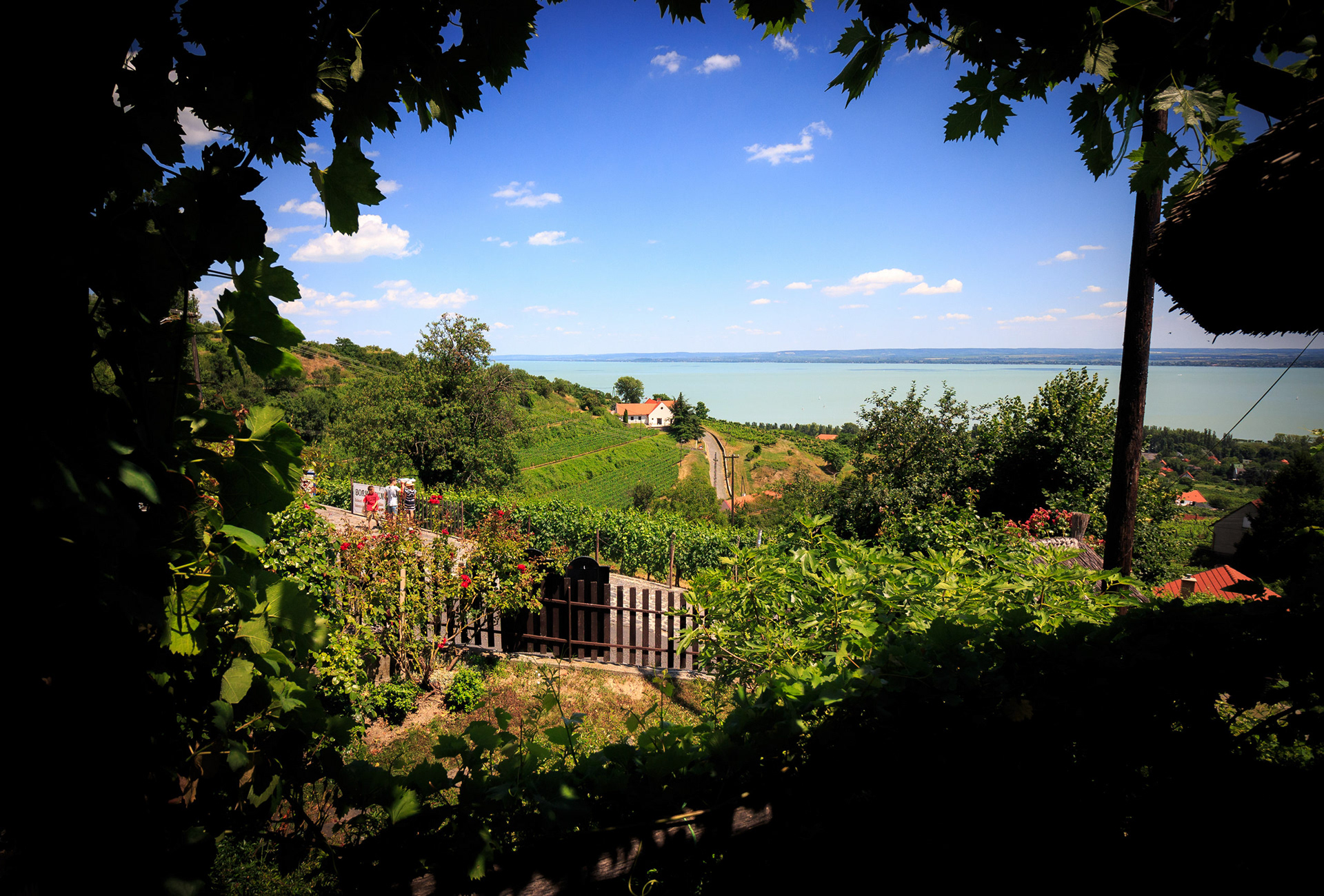 2017 - Badacsony- W Hungary