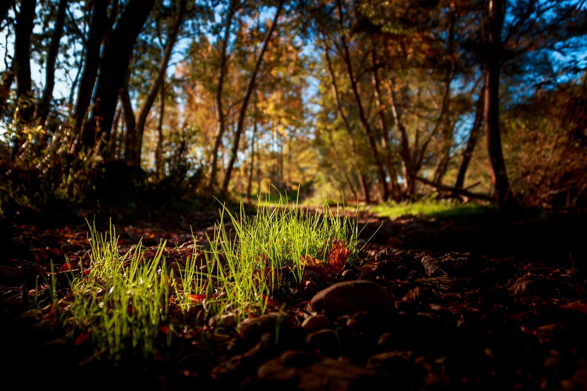 2017 - Szigetkoz - NW Hungary
