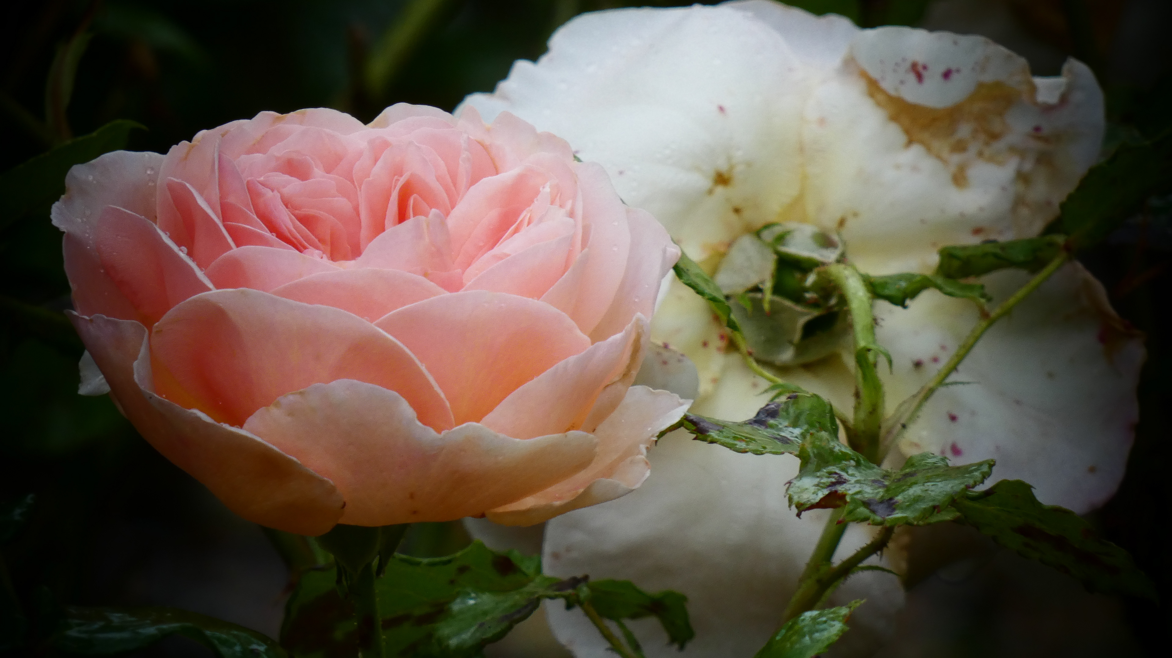 Roses