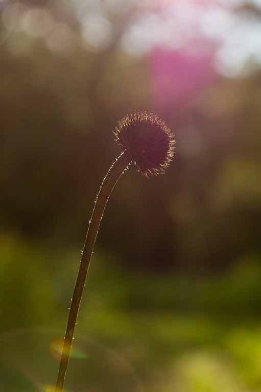 black-eyed susan seed pod