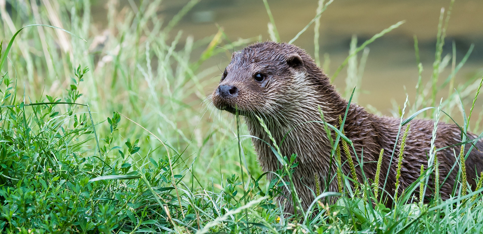 Marc Cottington British Wildlife Centre marc-cottington-british-wildlife-centre