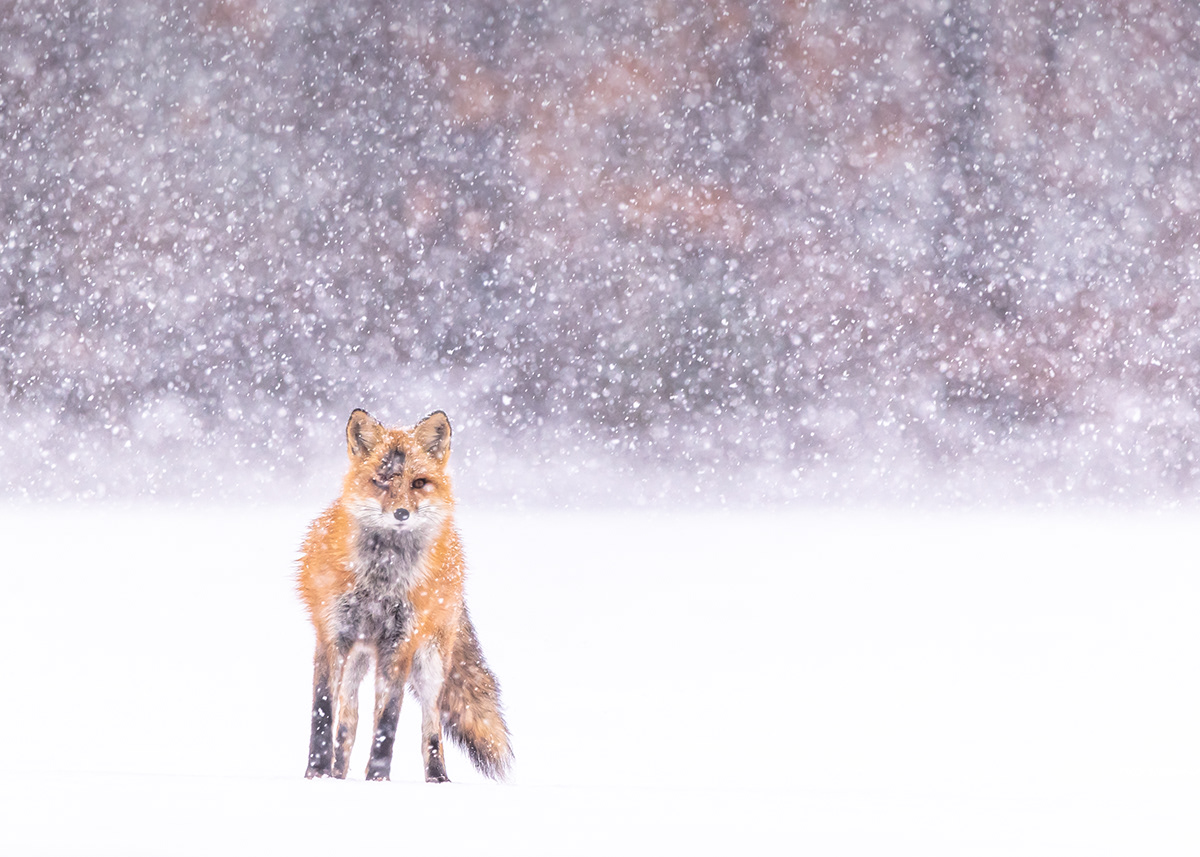 Creature Catalog Foxes