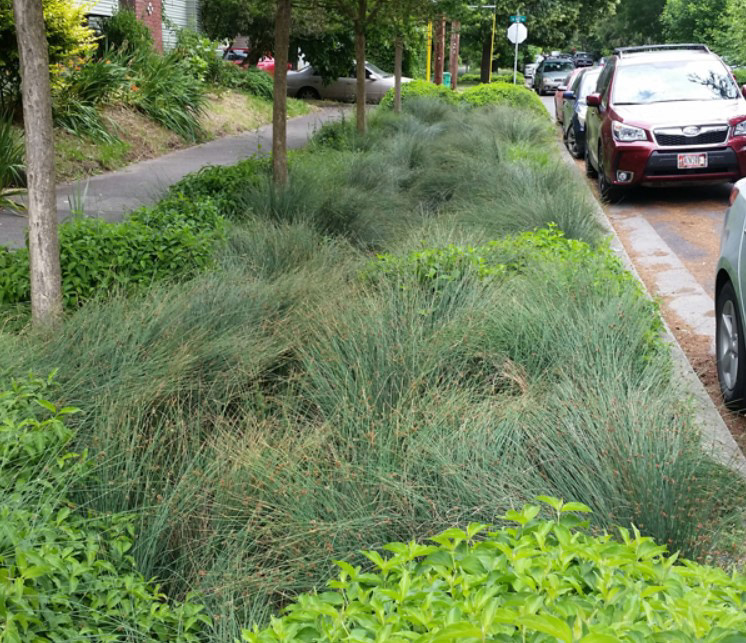 Bioretention swale in Portland, Oregon. This photograph was taken six years after initial planting. image: City of Portland