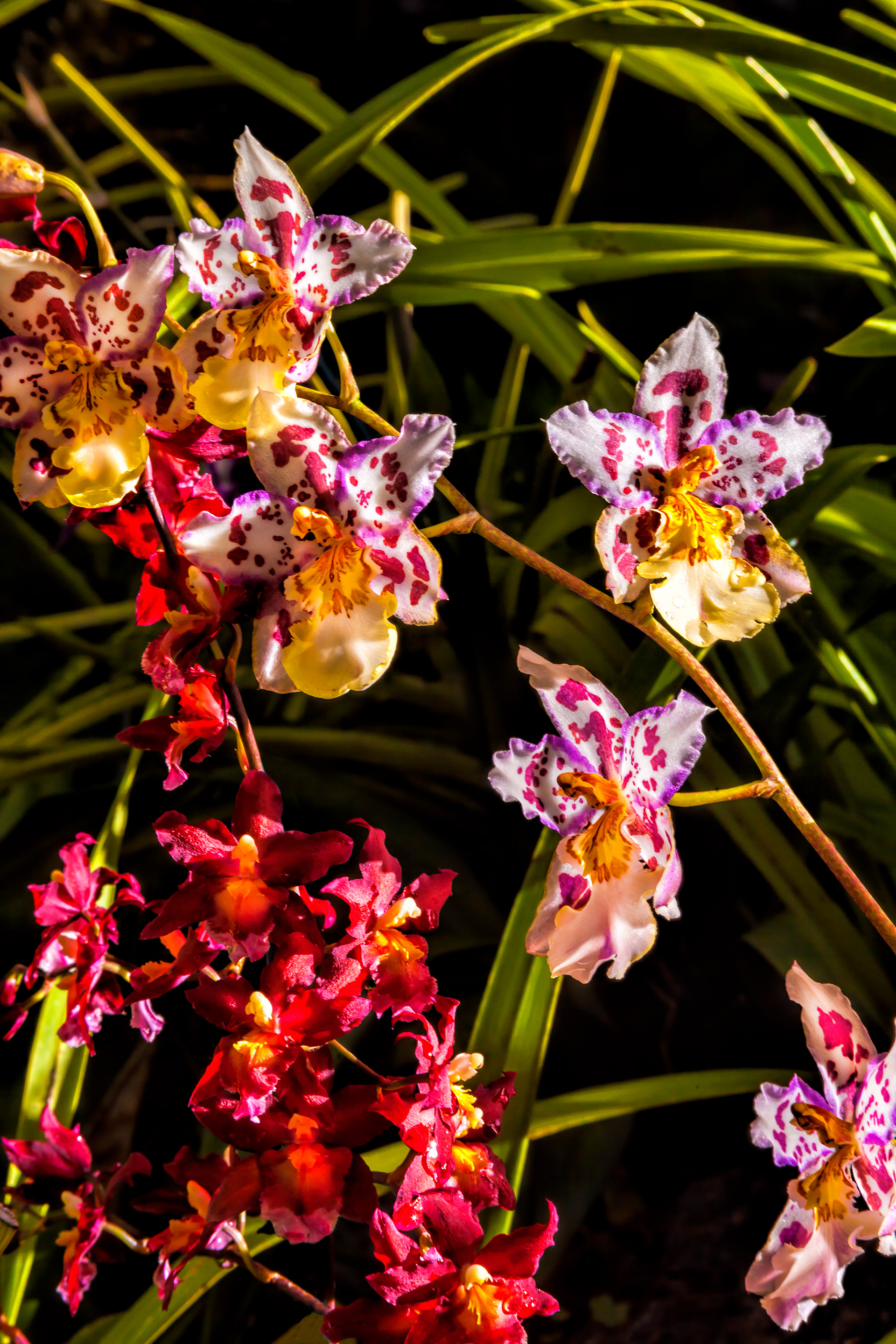 Orchid, Maui