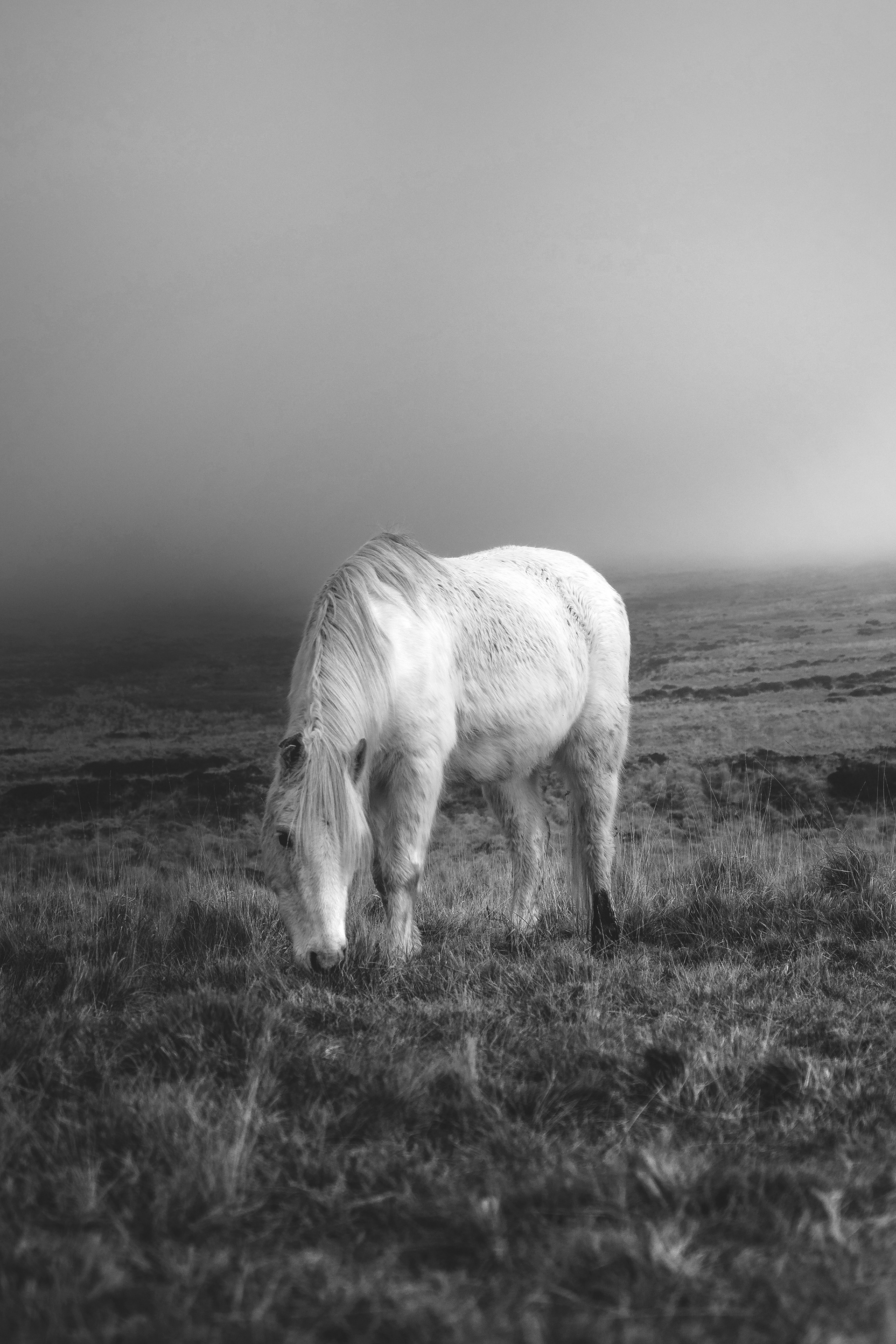 Dartmoor Wild Ponies