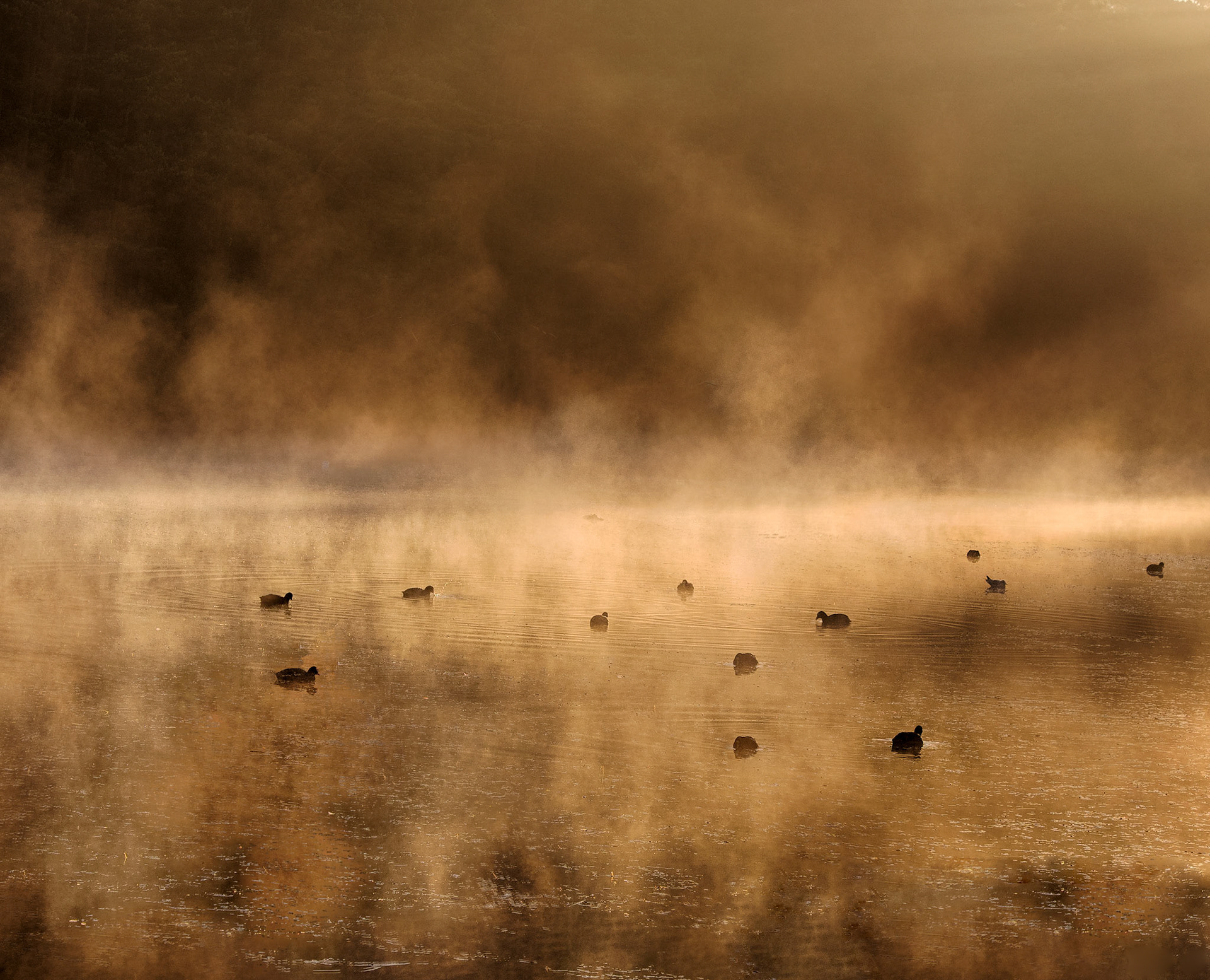 Sunrise at Heath Lake, which was a finalist in Royal Horticultural Society Photographer of the Year 2015 awards