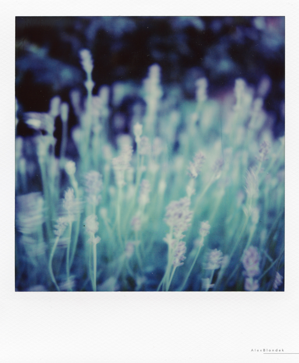 Lavender in Motion - SX-70