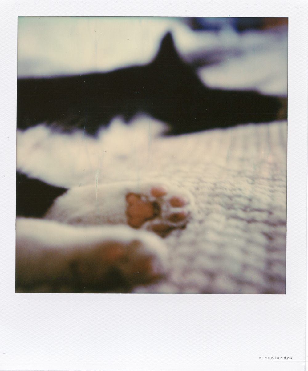 Little Tuts - SX-70
