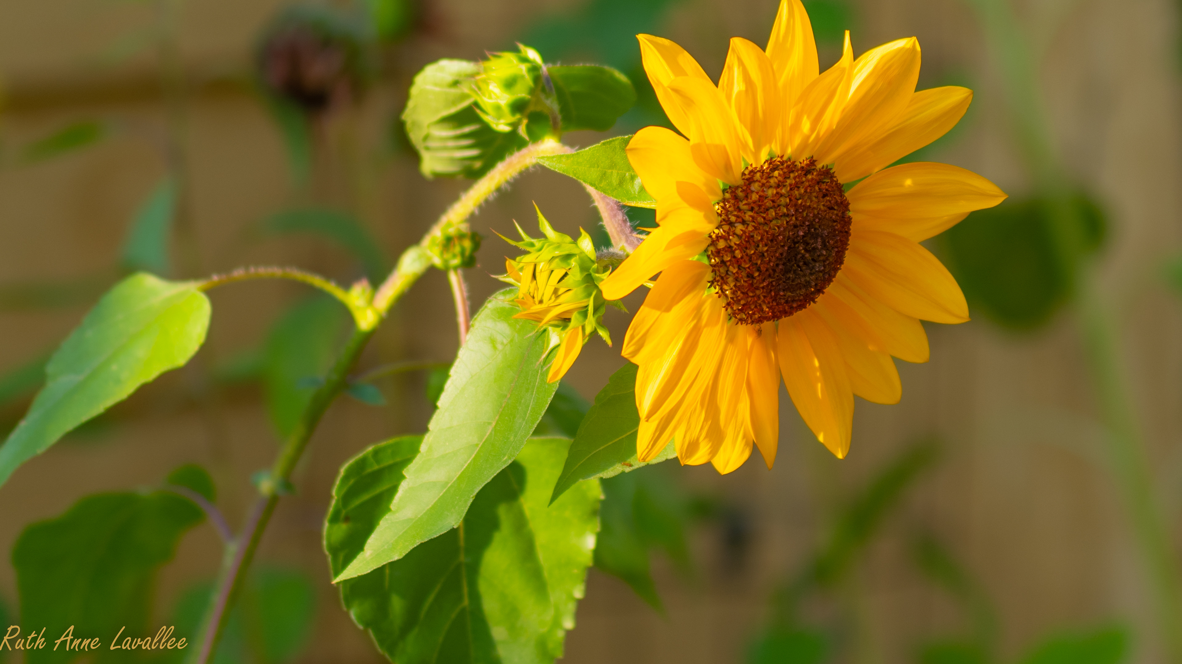 Sunflower - 2021