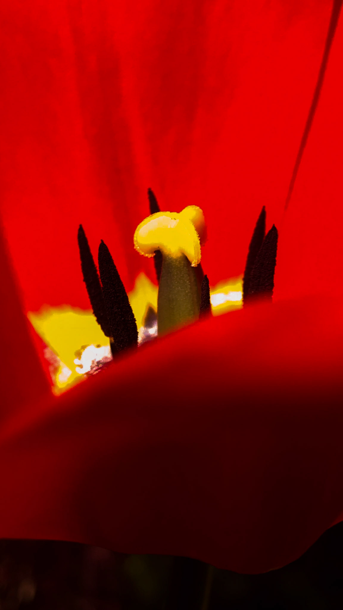 Hi stamen.
