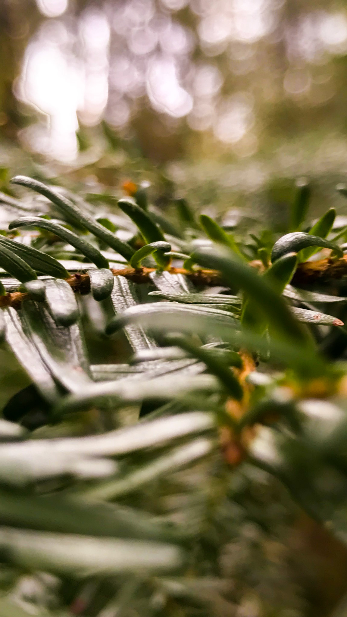 Needles in and out of focus.