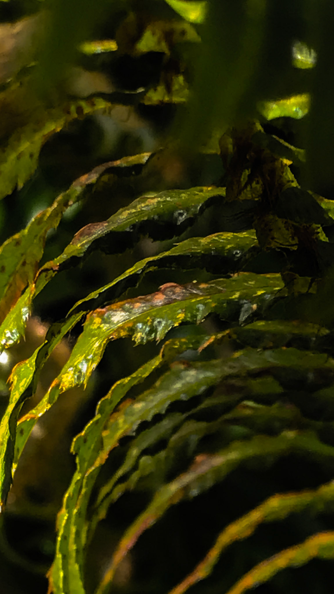 The edges of a fern.