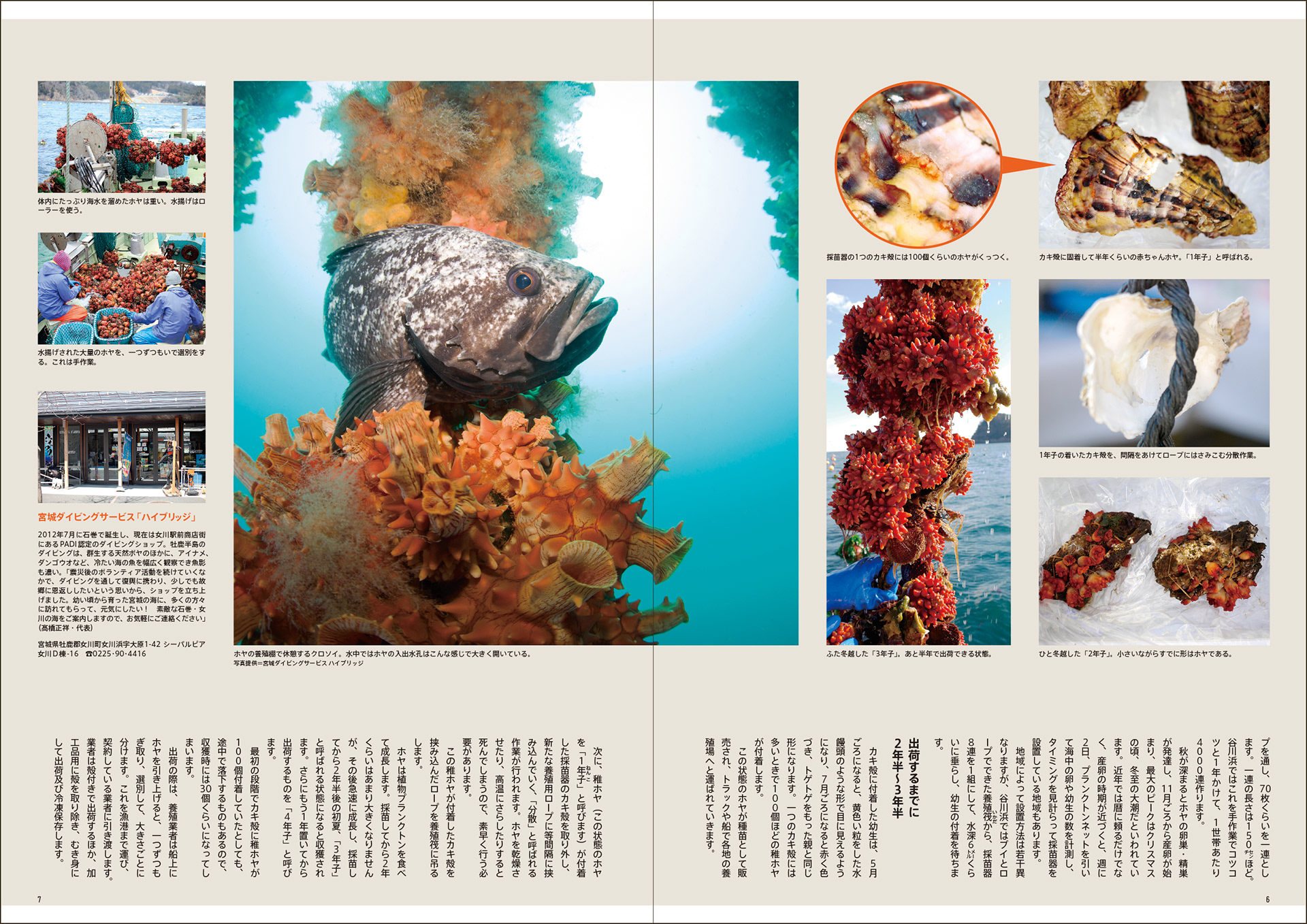 Imada Takashi Editorial Design Work おさかな ホヤ Imada Takashi Editorial Design Work おさかな ホヤ
