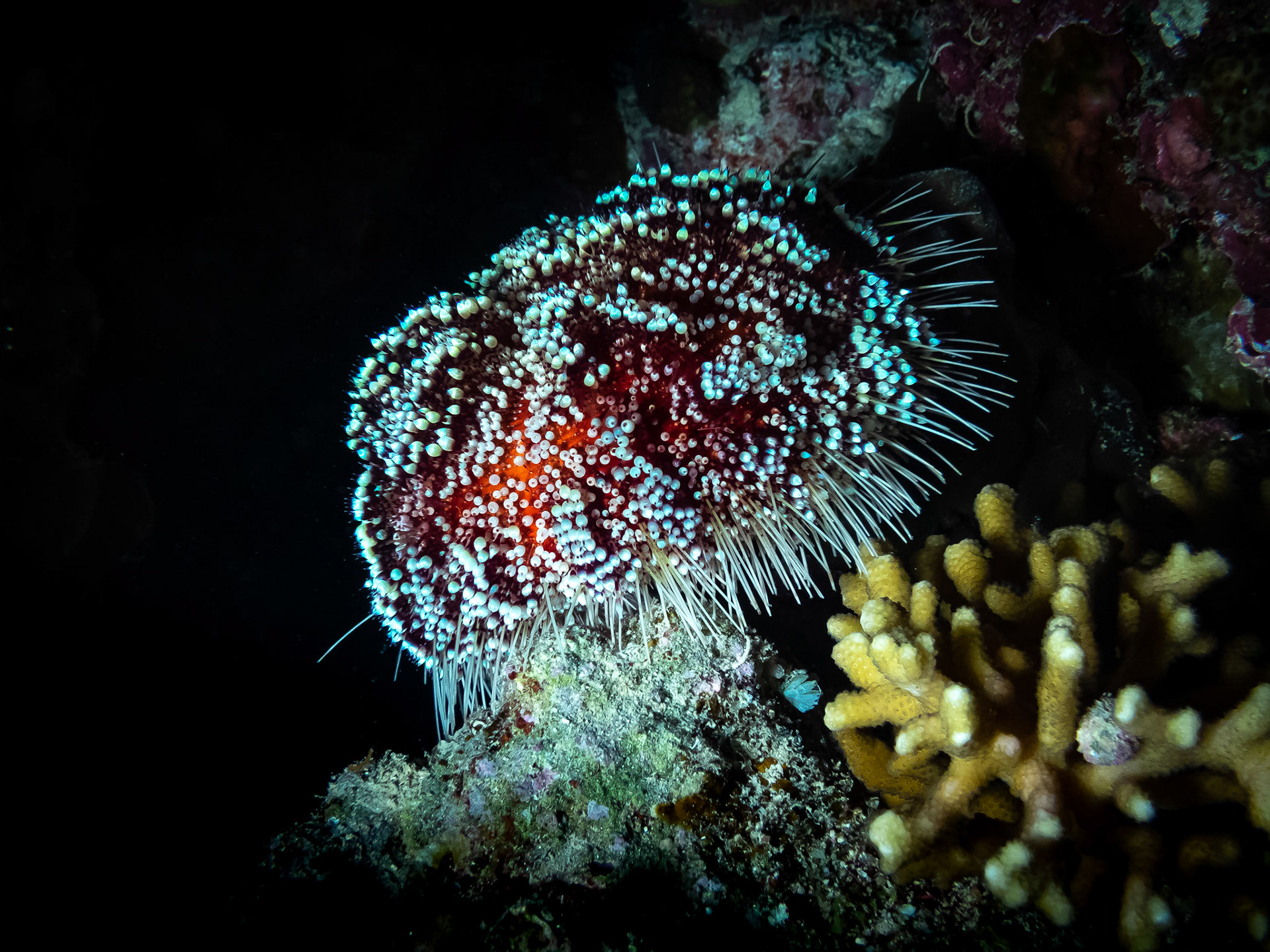 Asthenosoma marisrubri