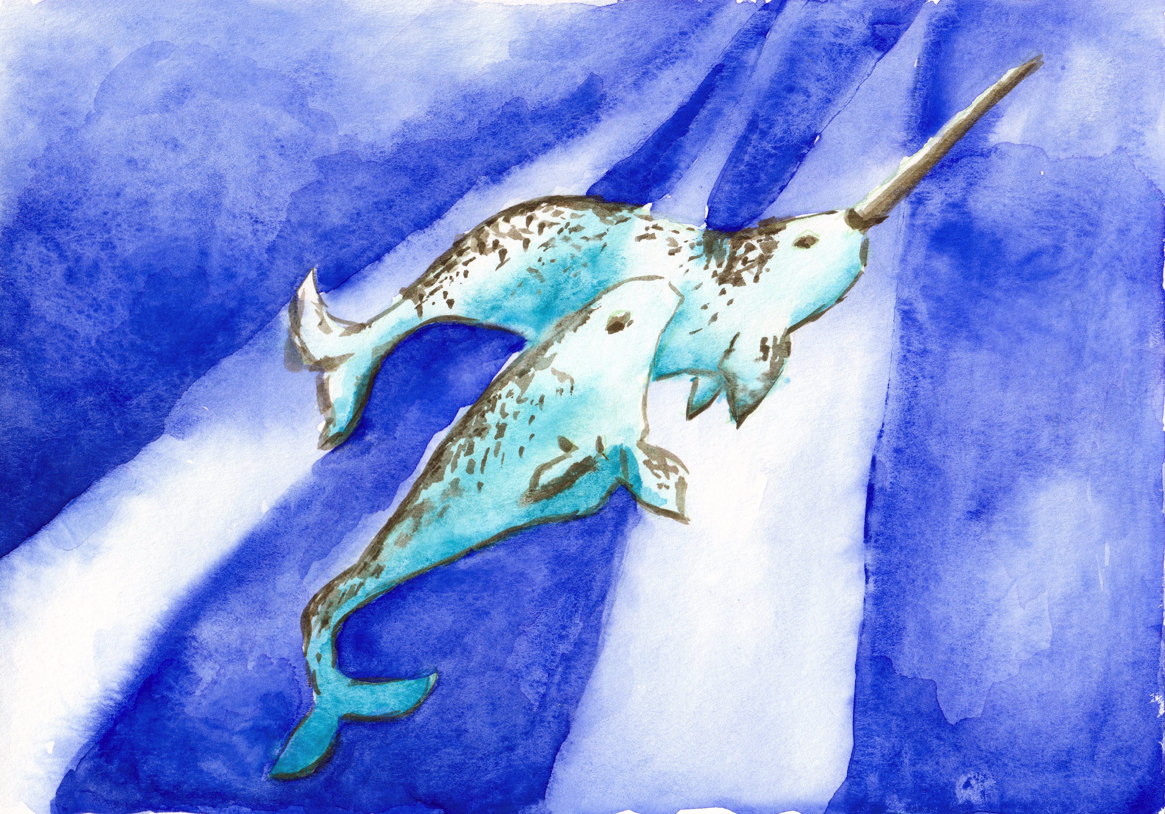 Watercolor narwhal.