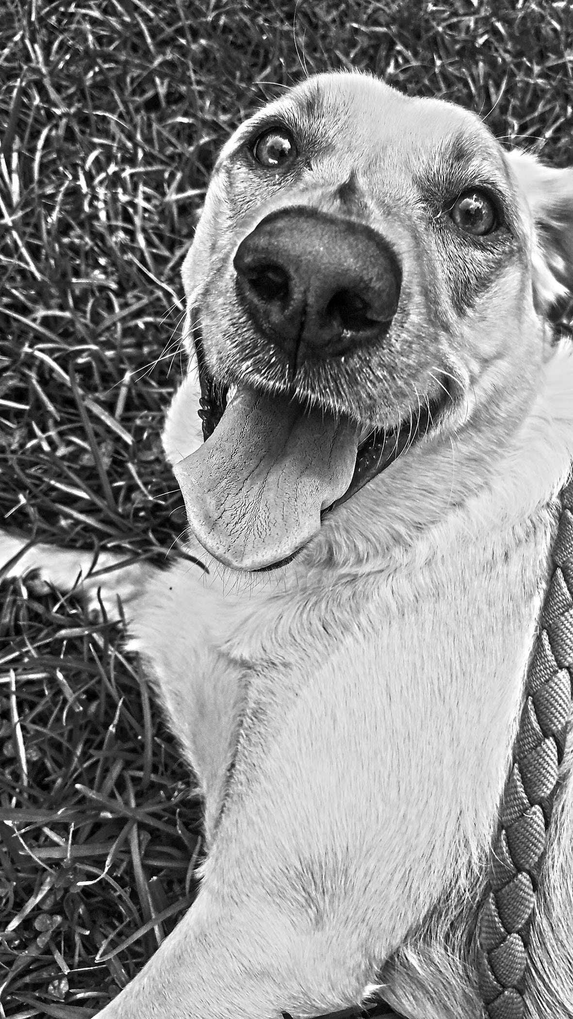 “Puppy Says Hello”, Photograph, Ashleigh Musgrove, McLaurin High School