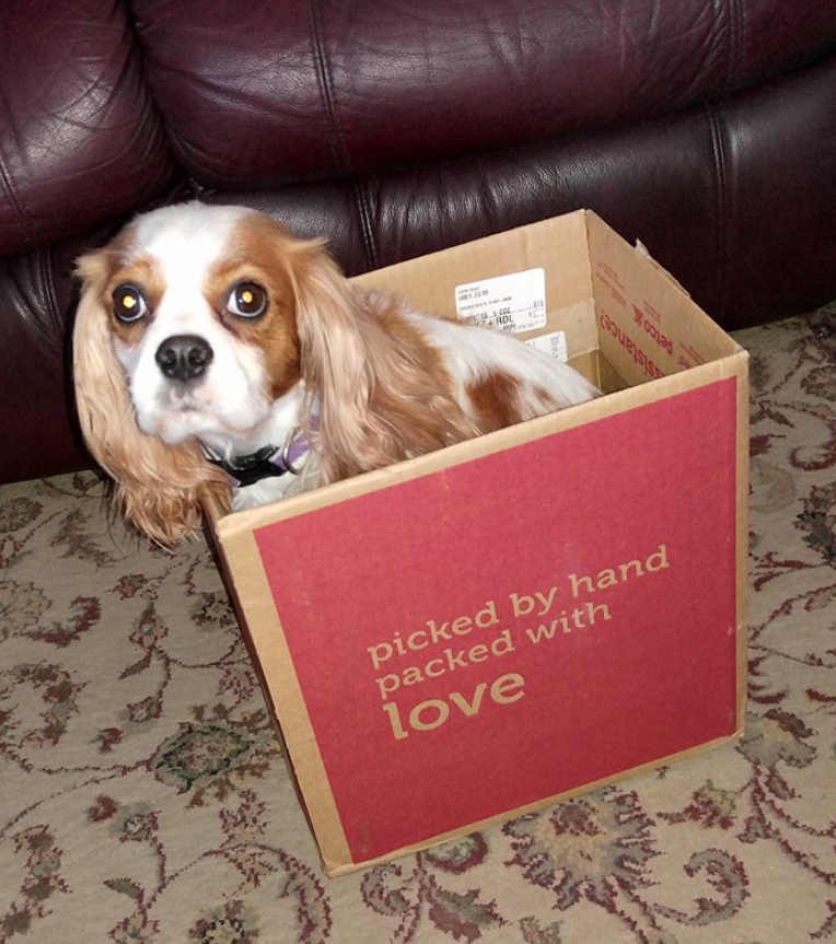 Brand Imagination Petco Shipping Box Redesign