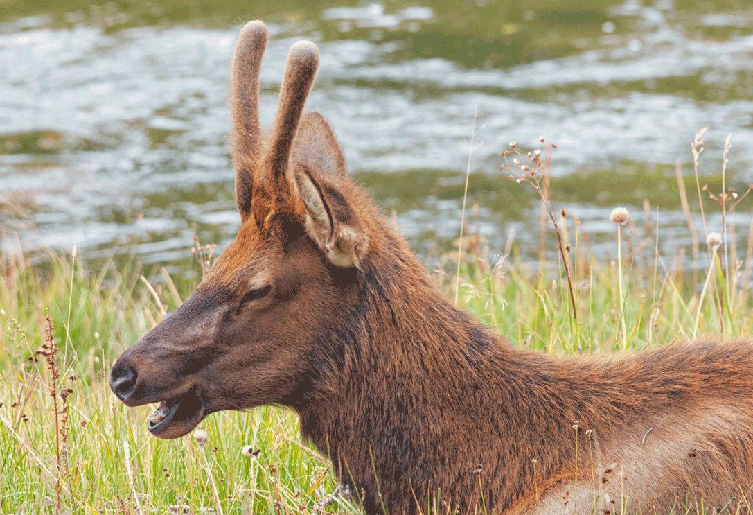 PhotoWeekender Yellowstone Animations