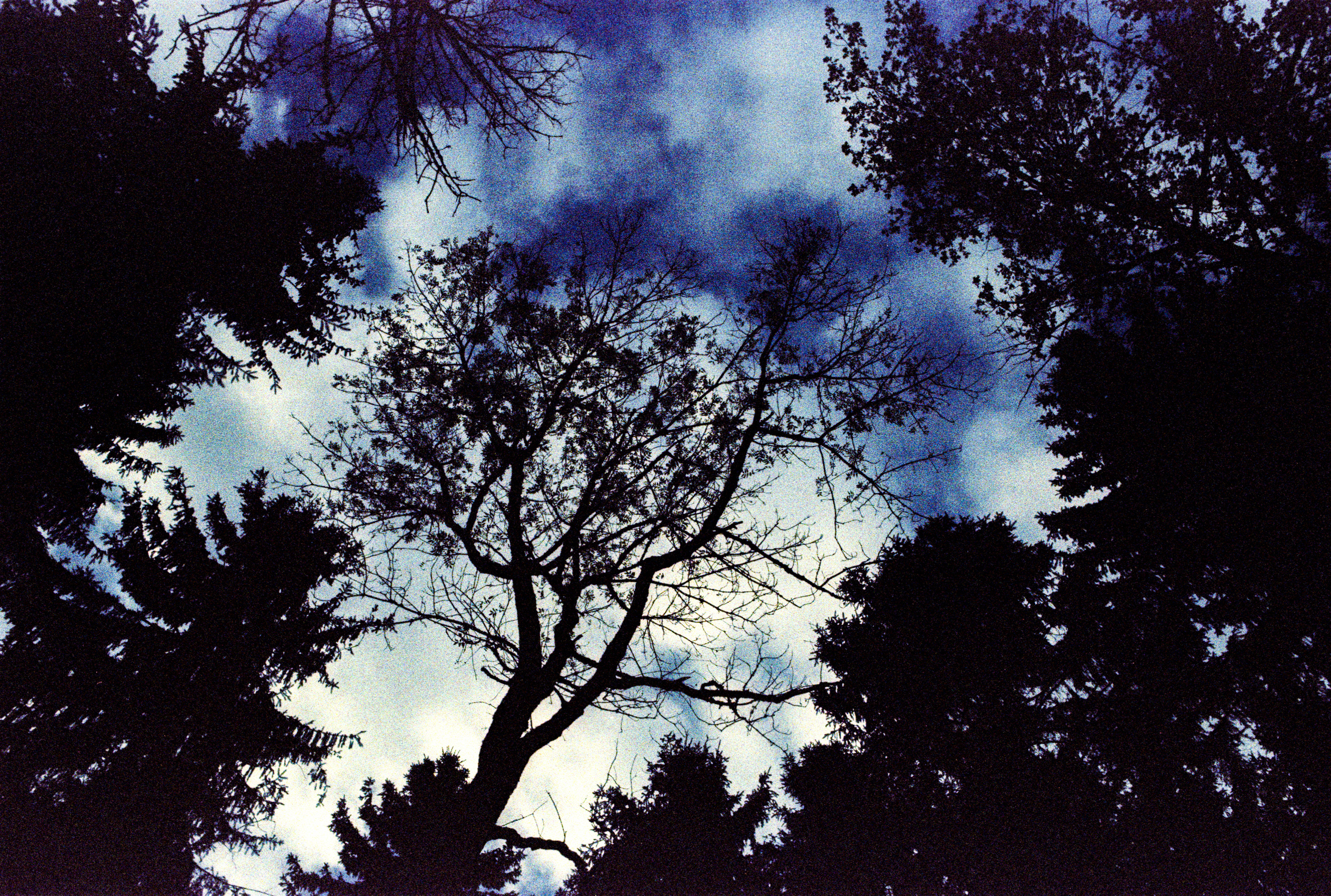 Kreuzentwicklung, abgelaufener Film, Kodak Ektachrom 100 Plus Professional