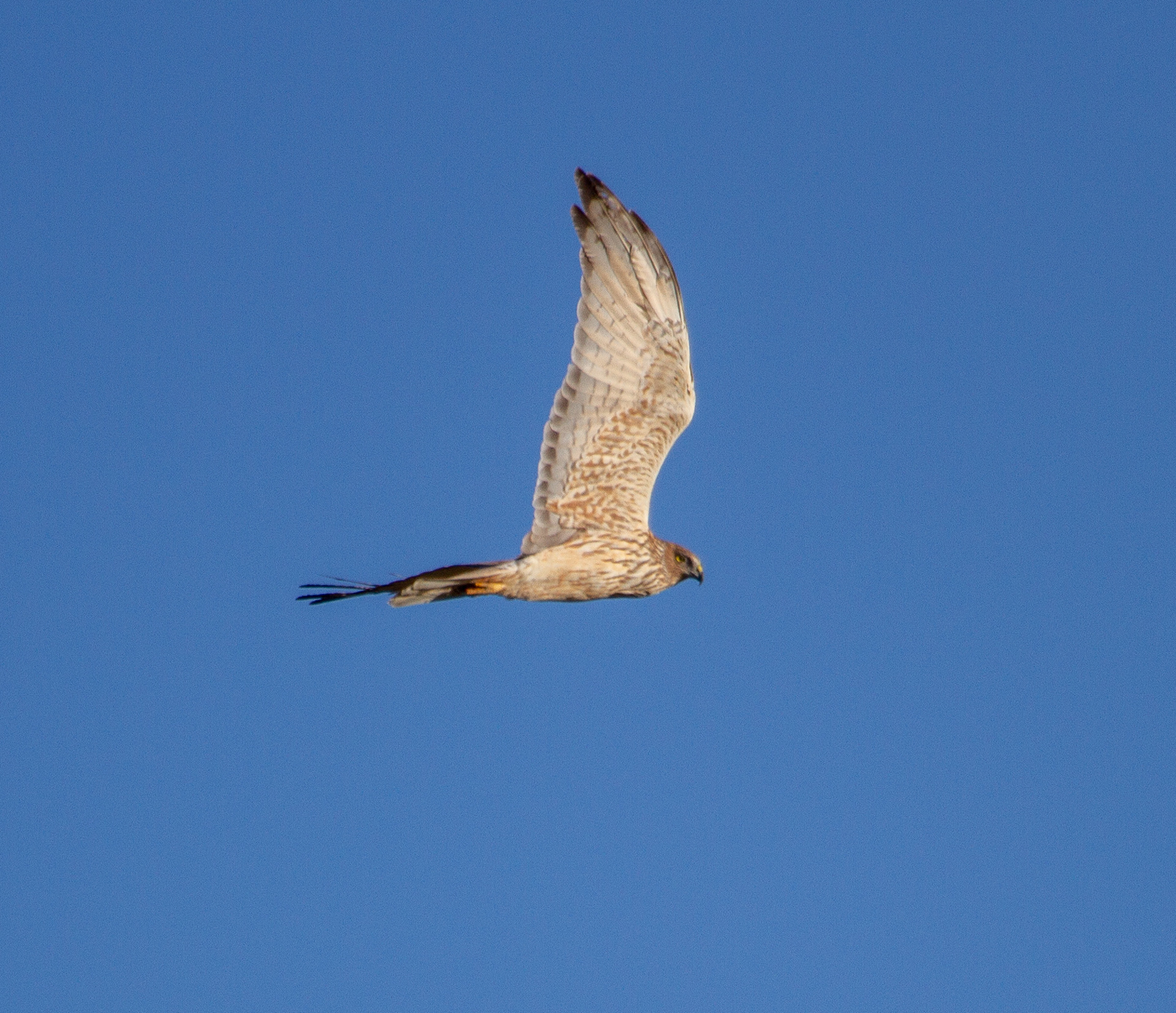 Australasian Harrier