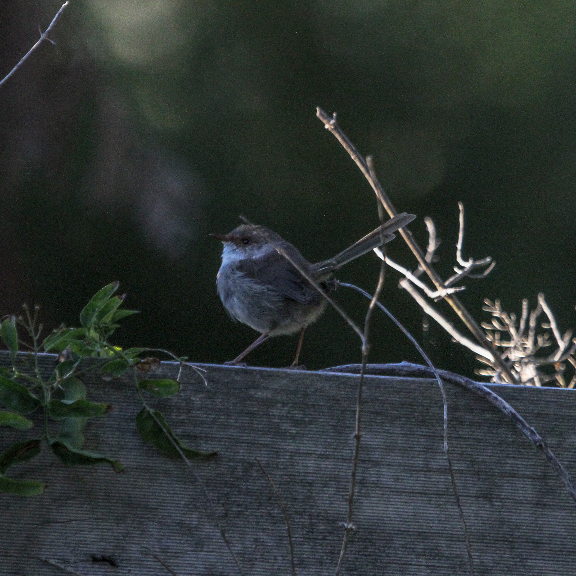 Superb Fairy Wren