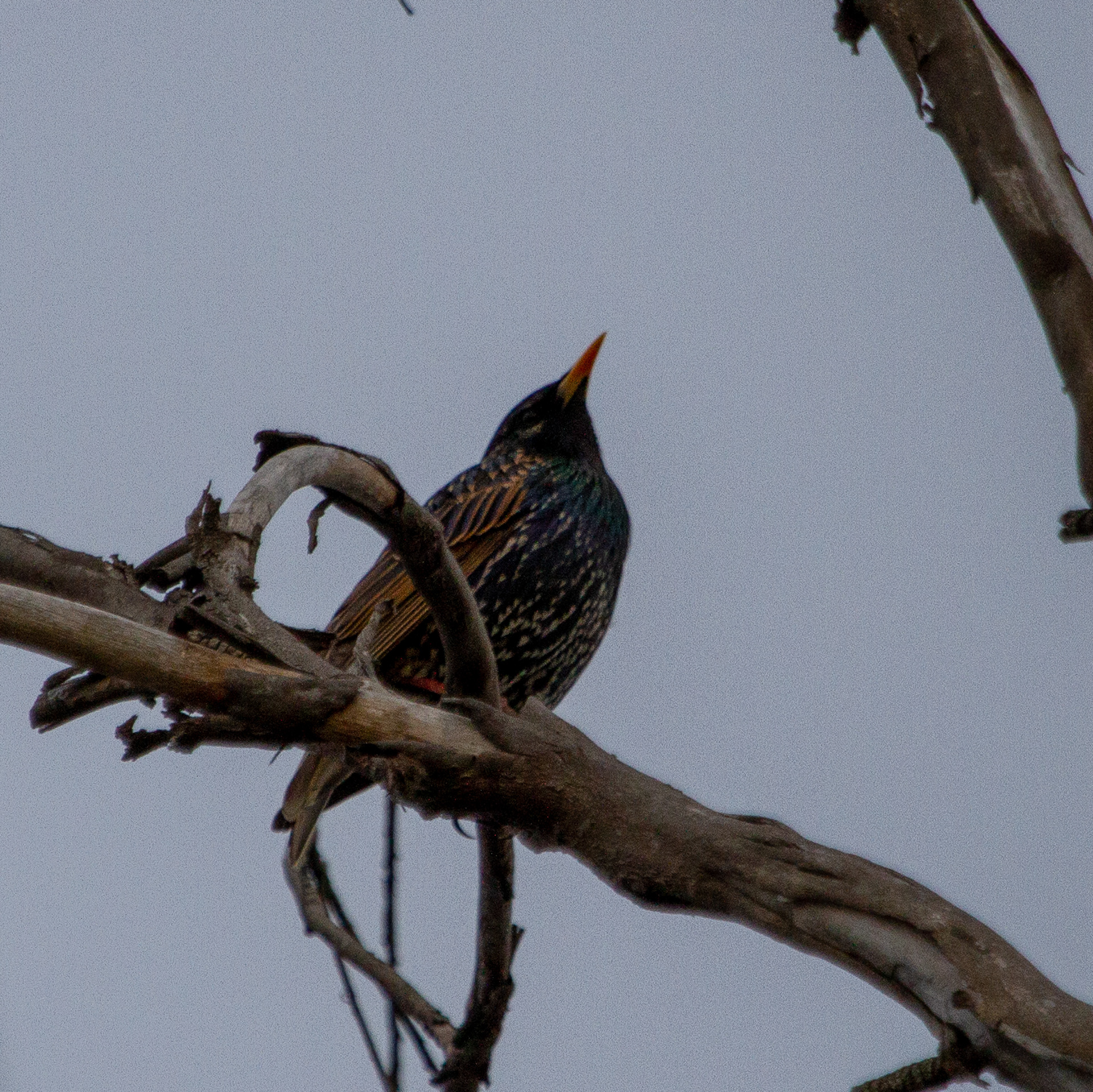 Starling