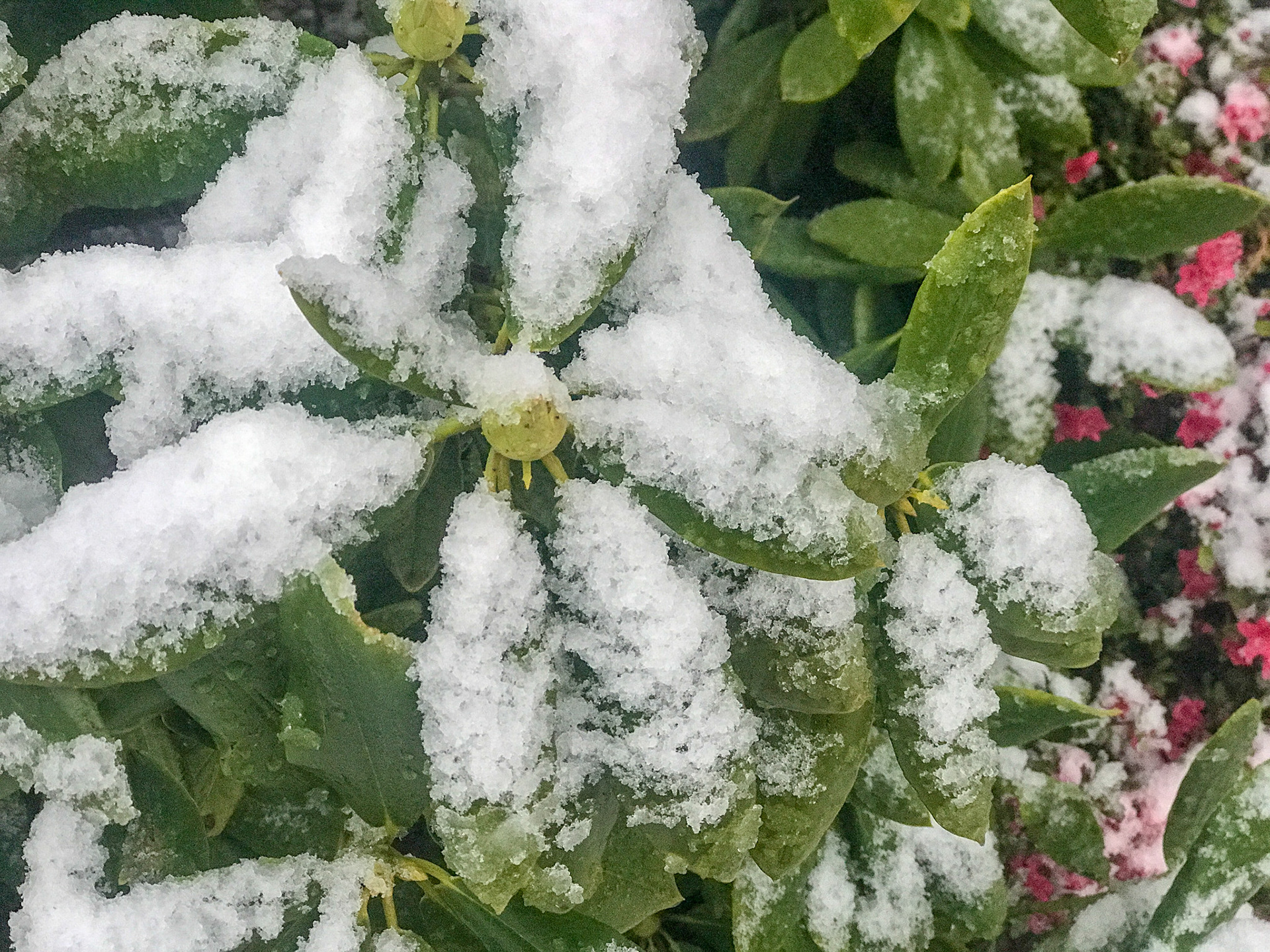 Ice on Plant